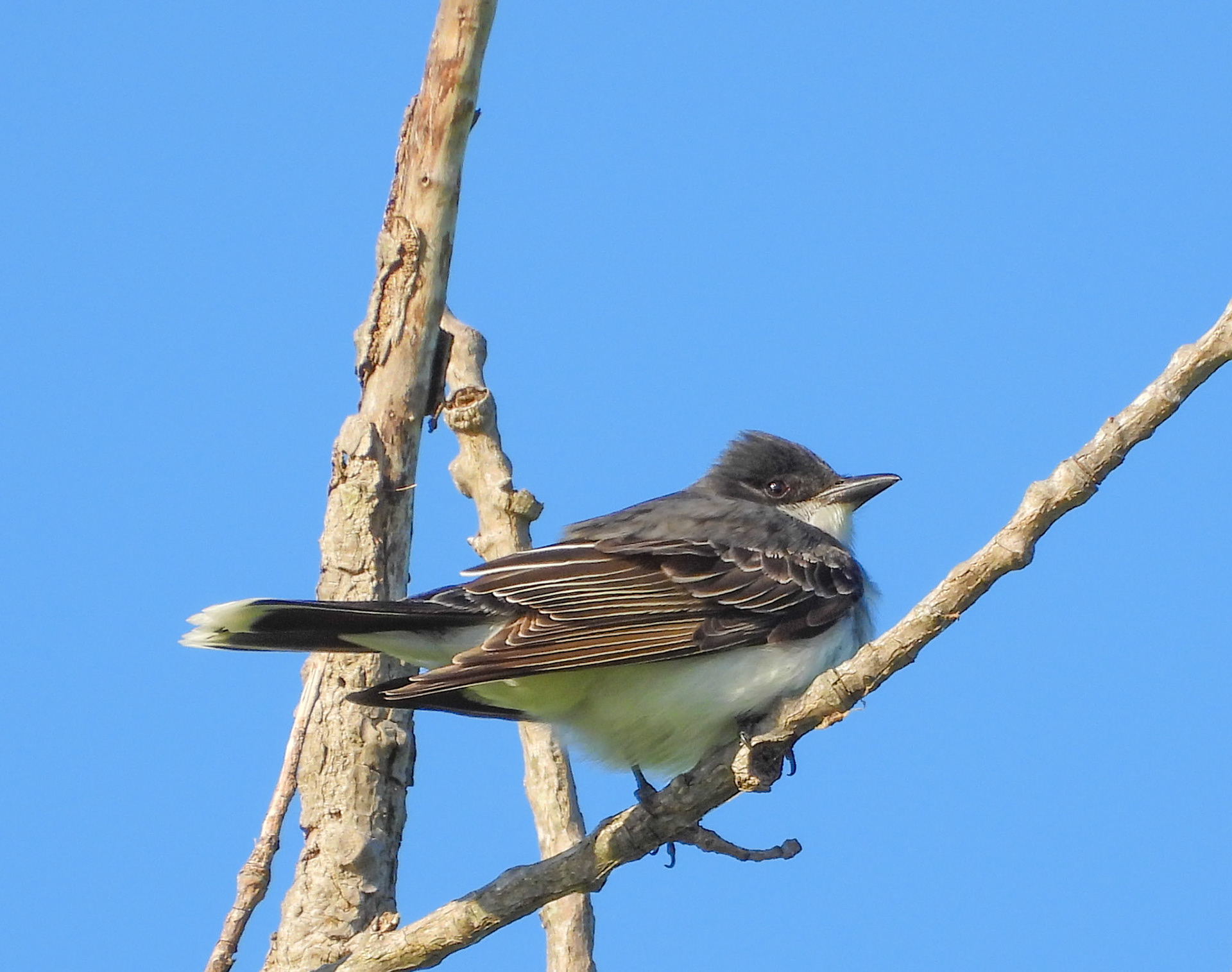 The Eastern Kingbird is very terriitorial and will attack larger birds and squirrels that get near its nest.