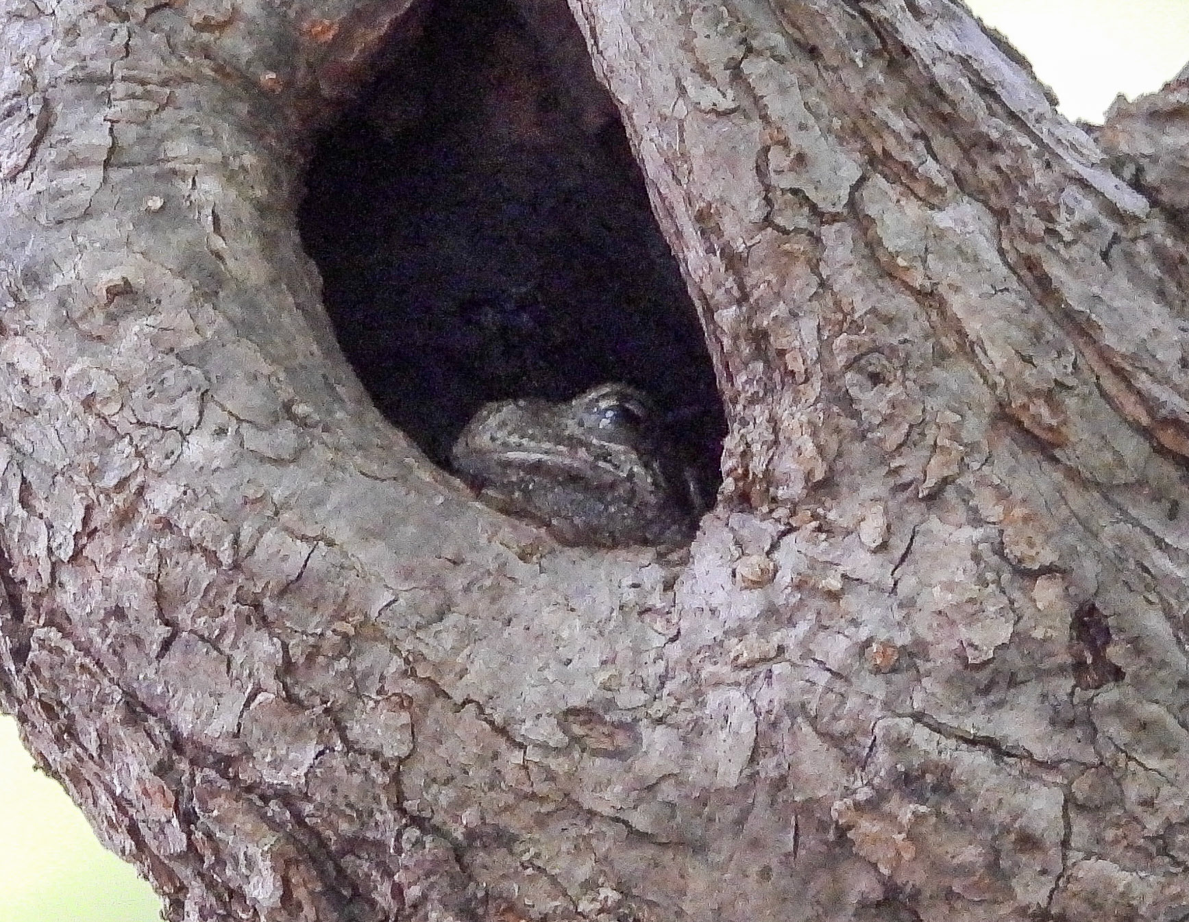 Gray Tree Frog