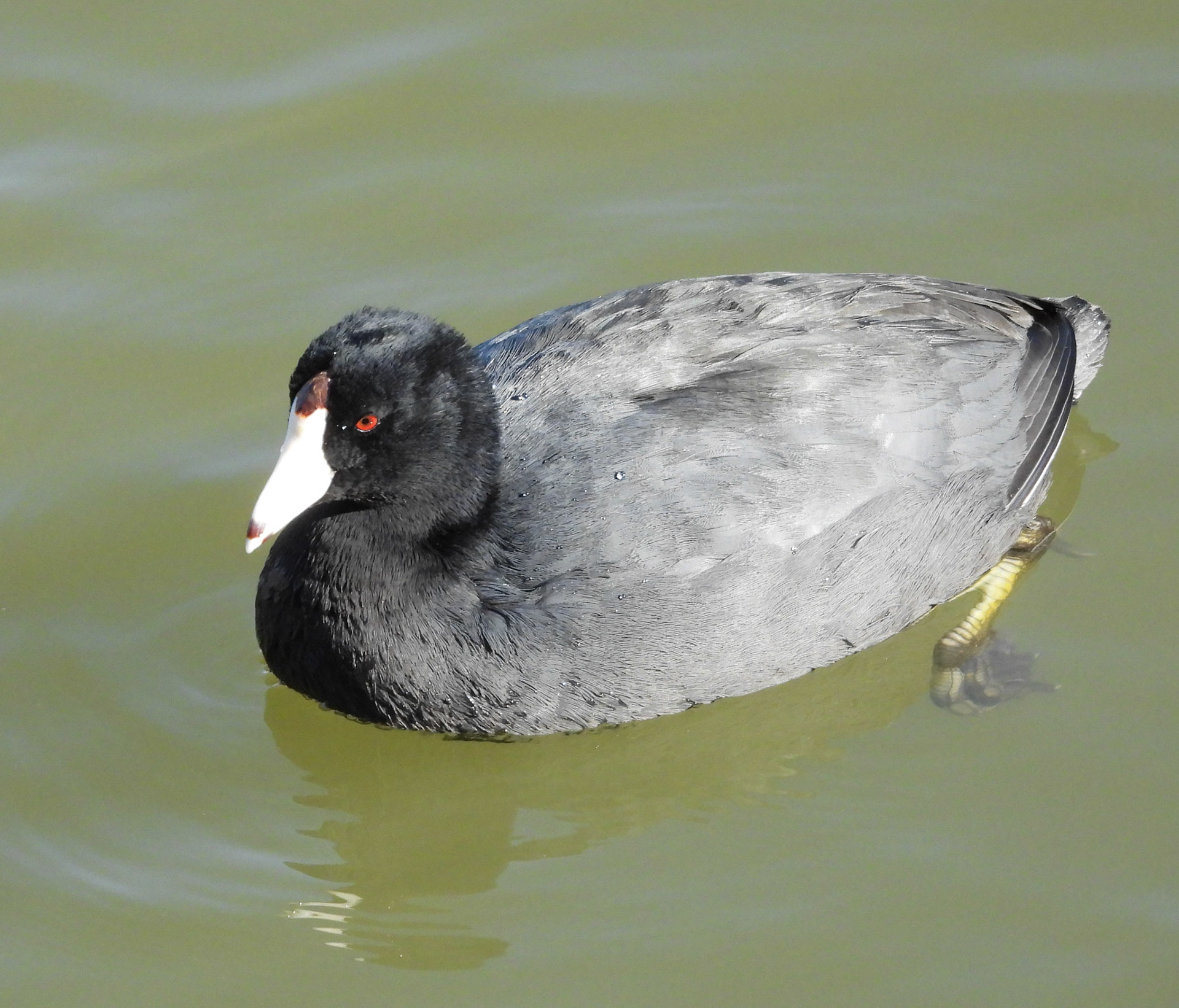 American Coot