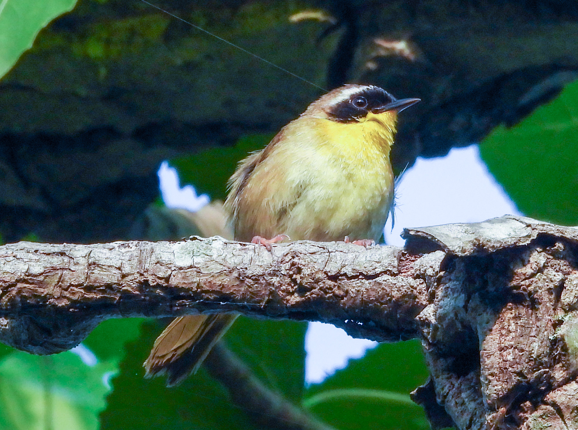 Common Yellowthroats prefer open areas with thick low vegetation, such as marshes.