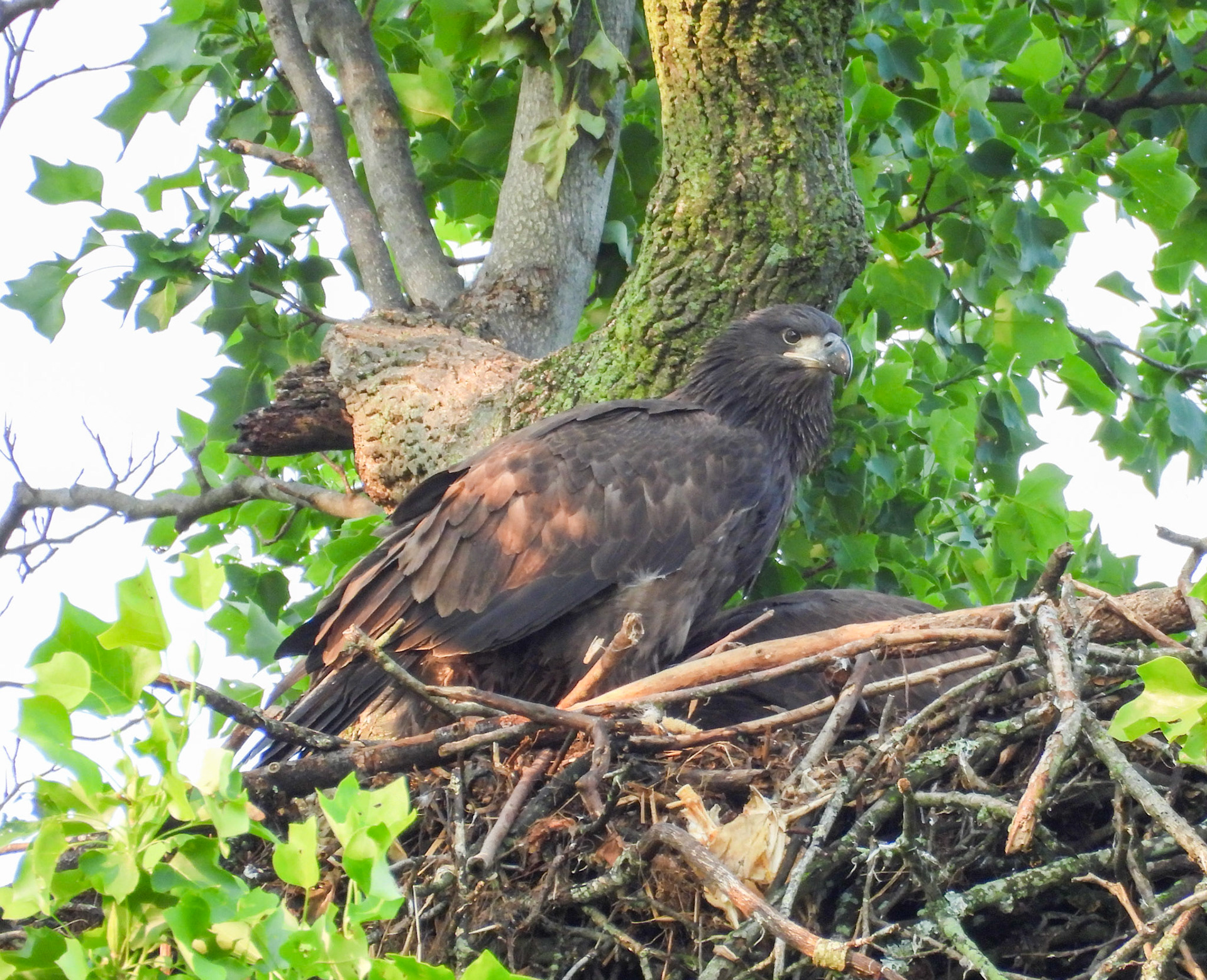 May 31 - Breakfast in the nest