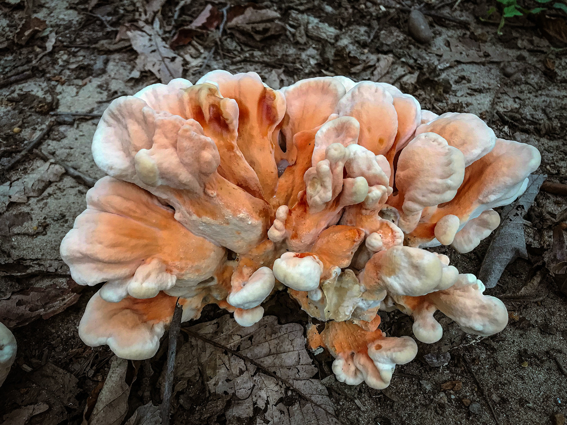 Mt. Vernon District Park, Fairfax County, Virginia