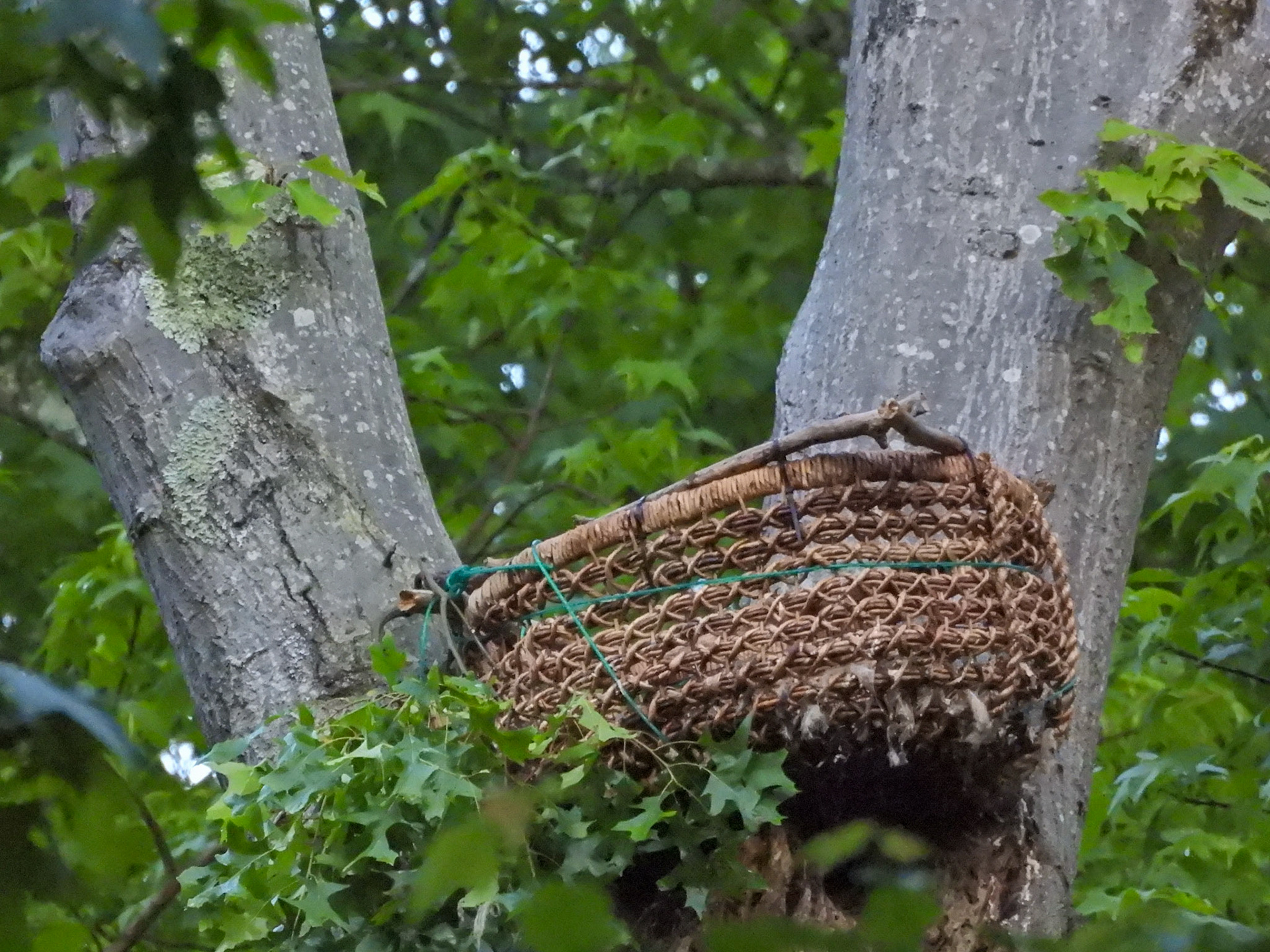 May 12 - empty nest.  The second owlet fledged on 5/9.
