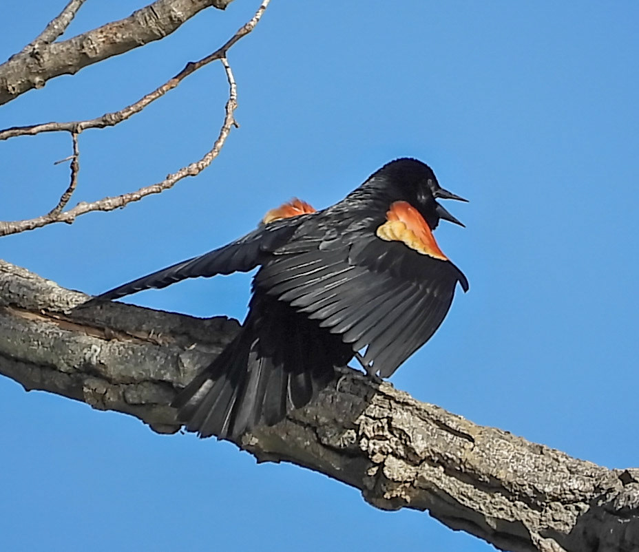 A Red-Winged Blackbird performing the call-spread display.