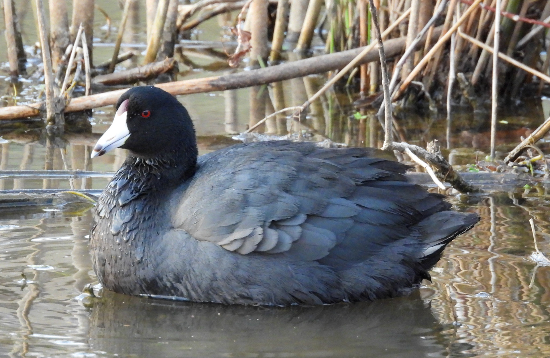 American Coot