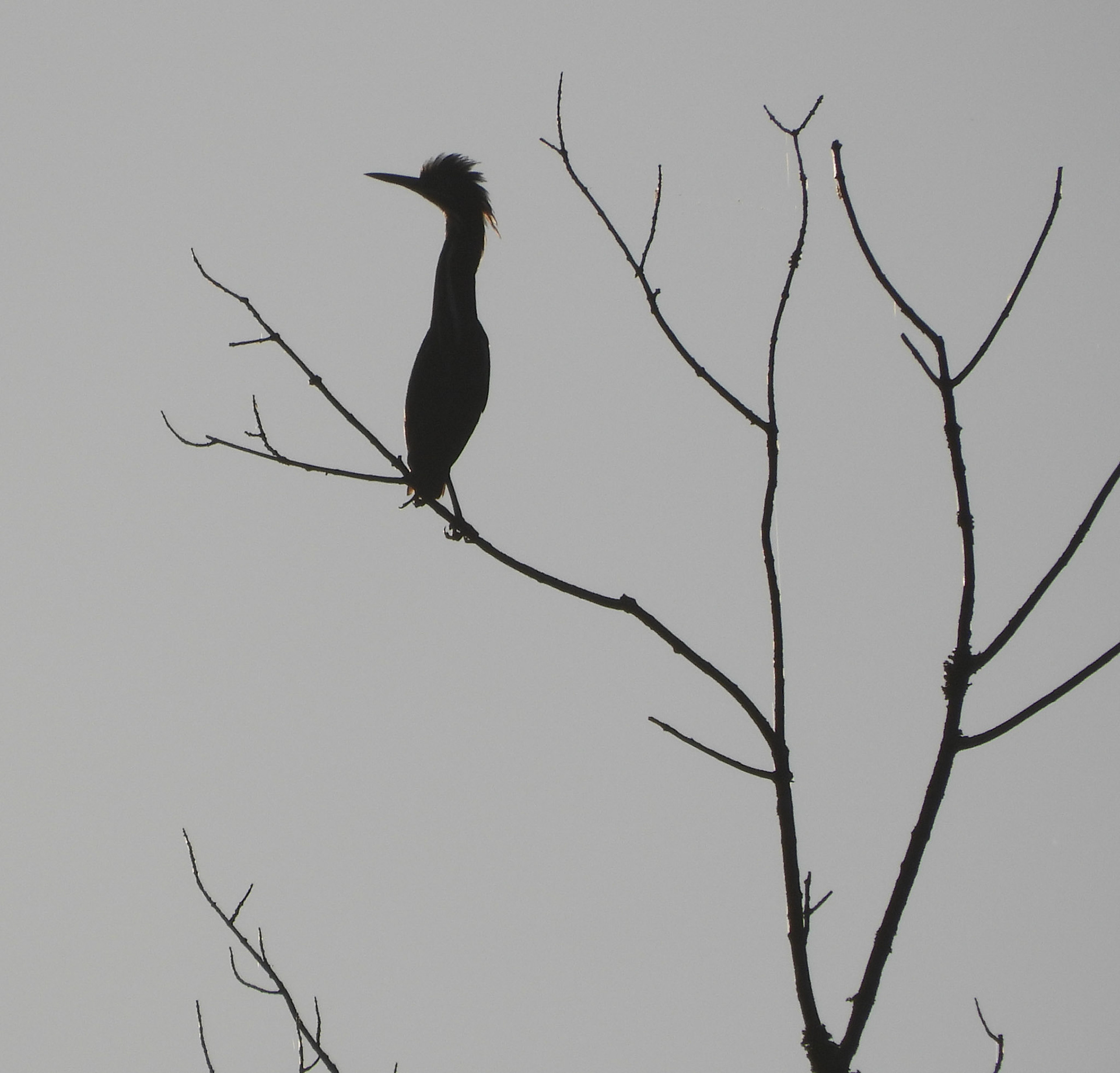 Green Heron with its crest raised.