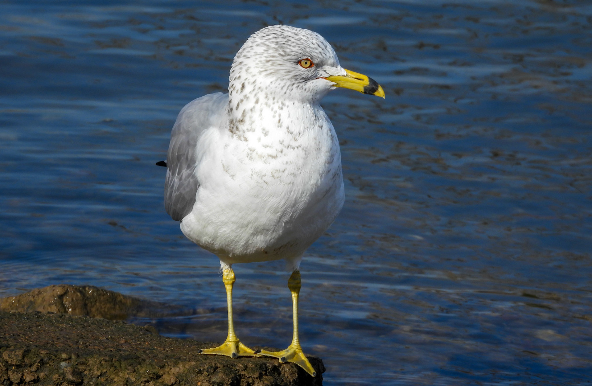 Ring Billed Gull