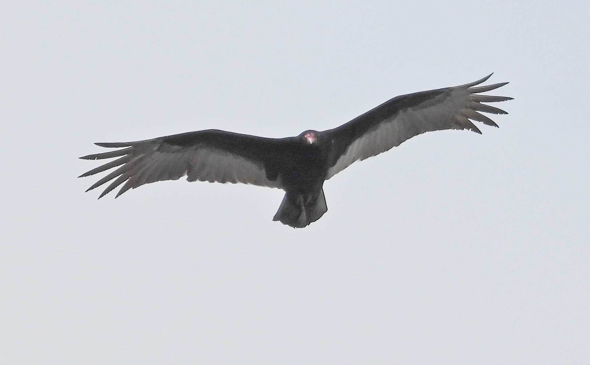 The lack of vegetation in winter make it easier for Turkey Vultures to spot animal carcasses and human leavings on the ground.