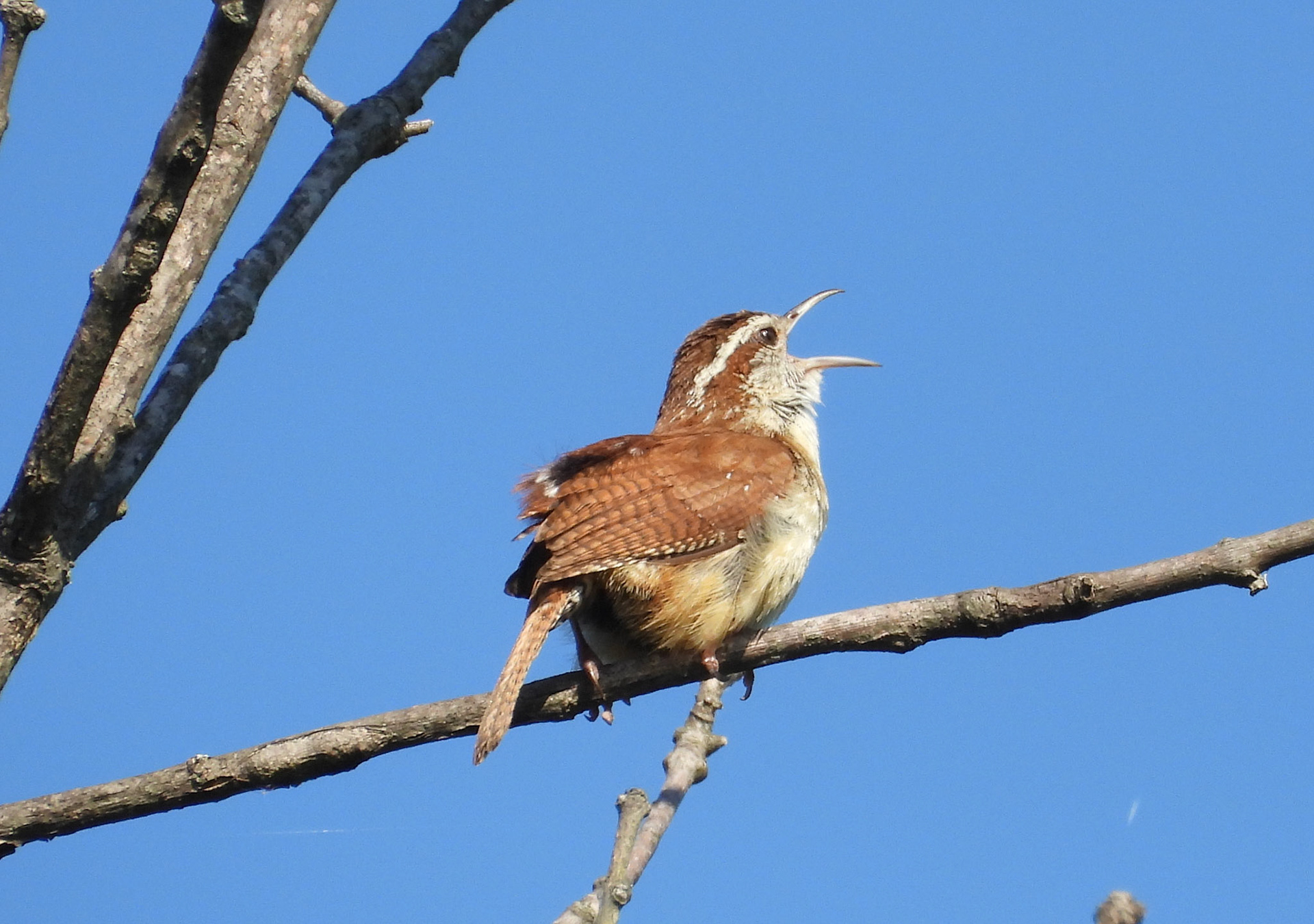 Carolina Wren - a tiny bird with a big voice.