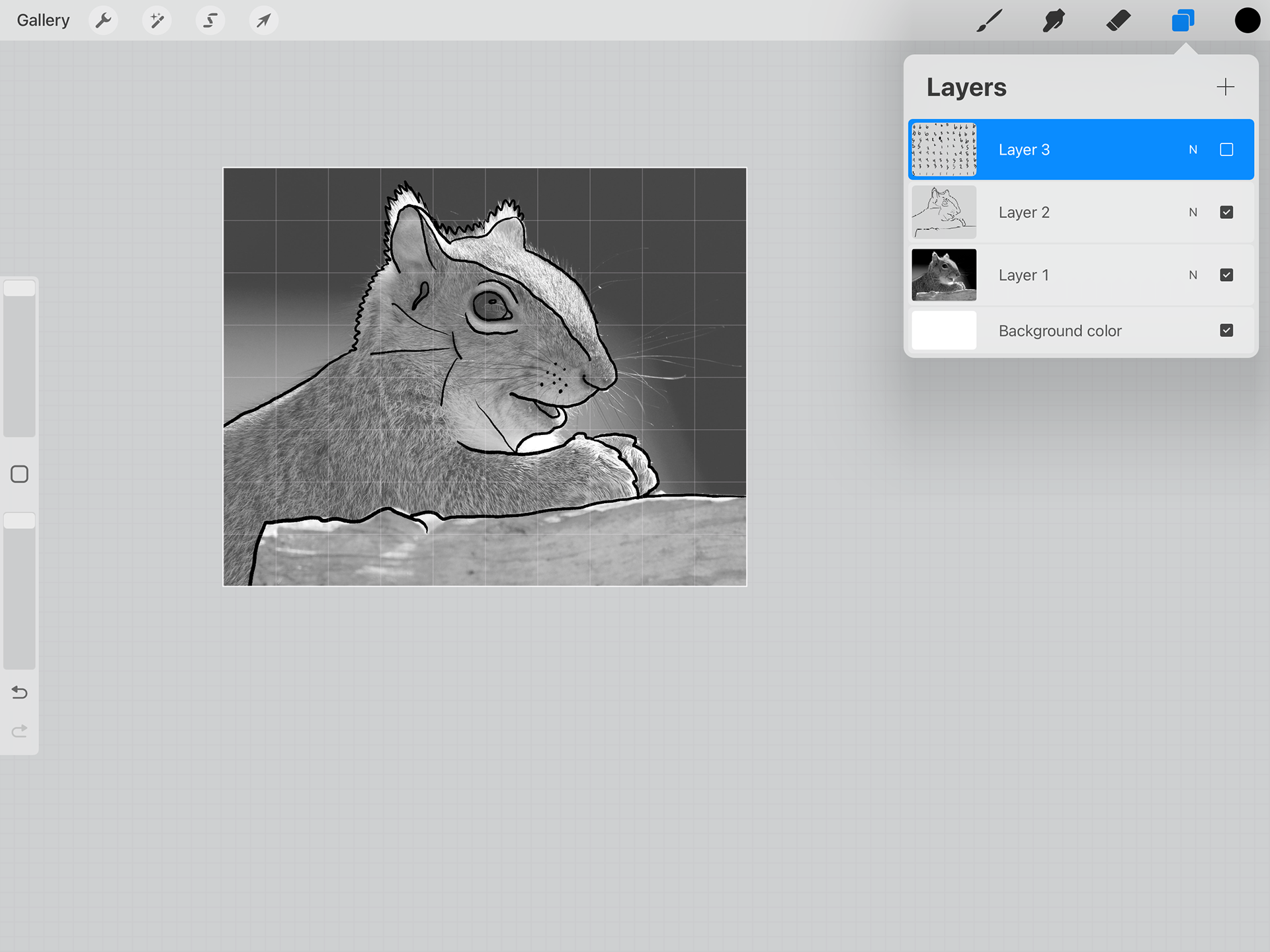 Contour drawing of the squirrel.
