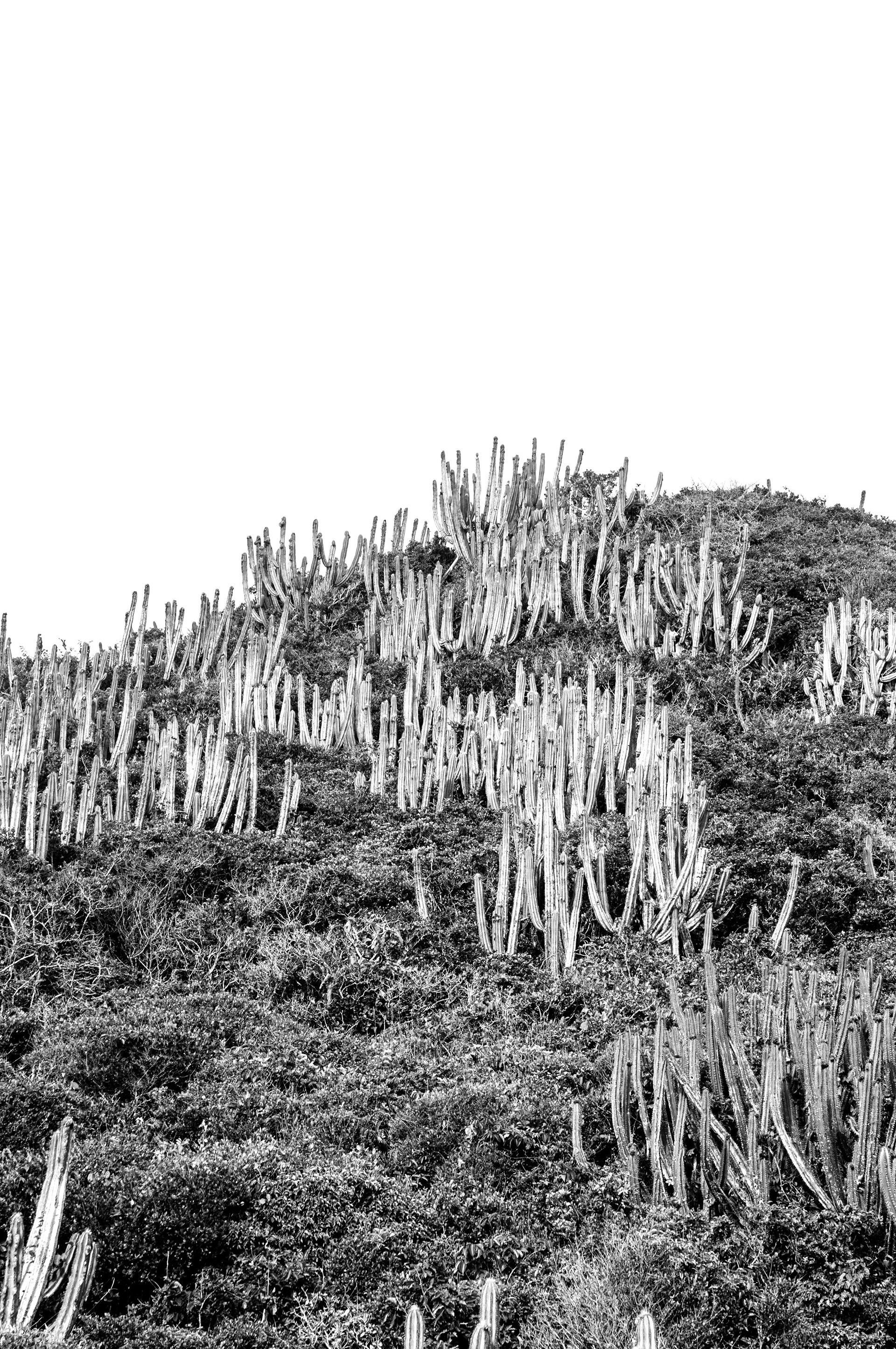 Ondas de cactus II