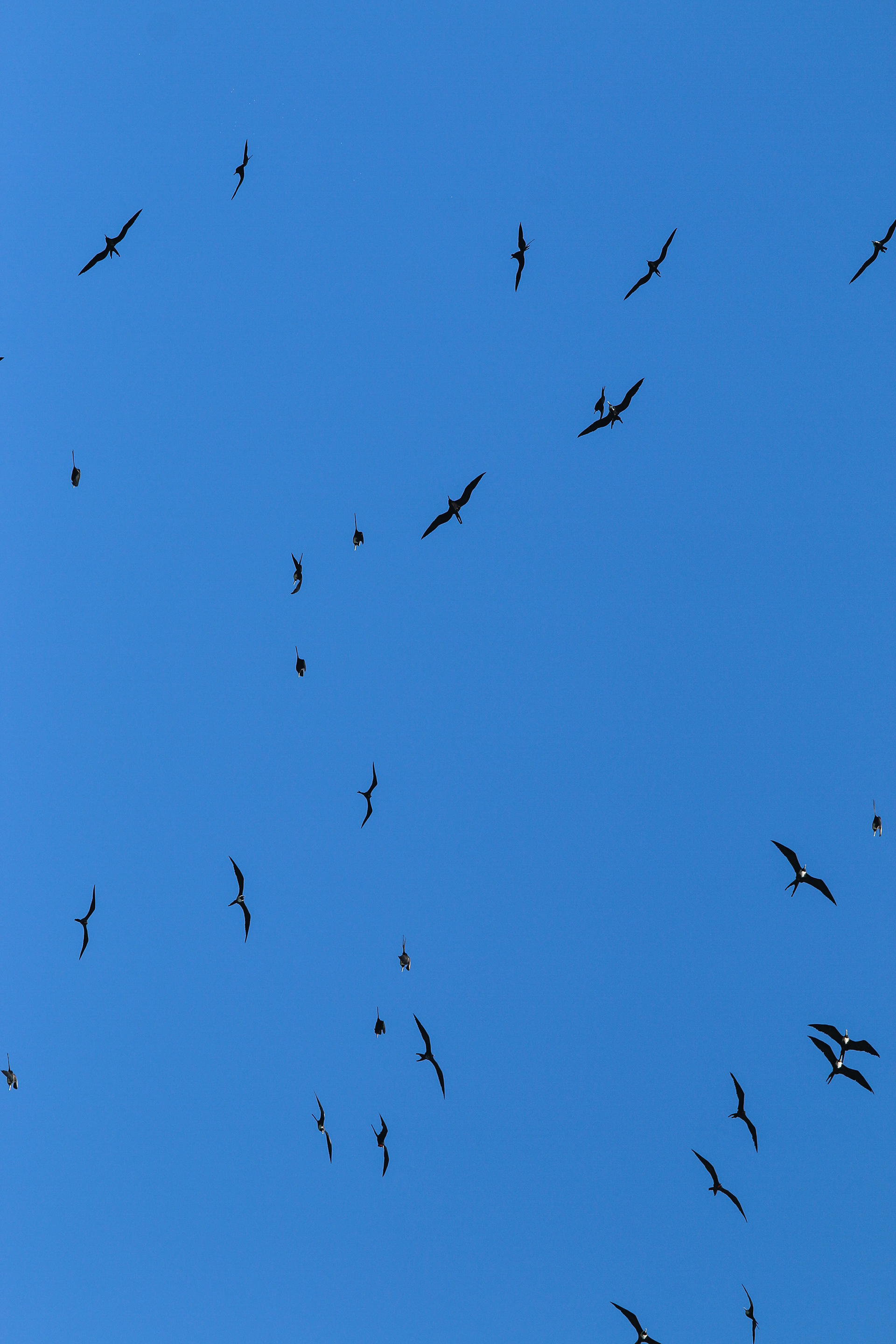 Série gaivotas no ceu