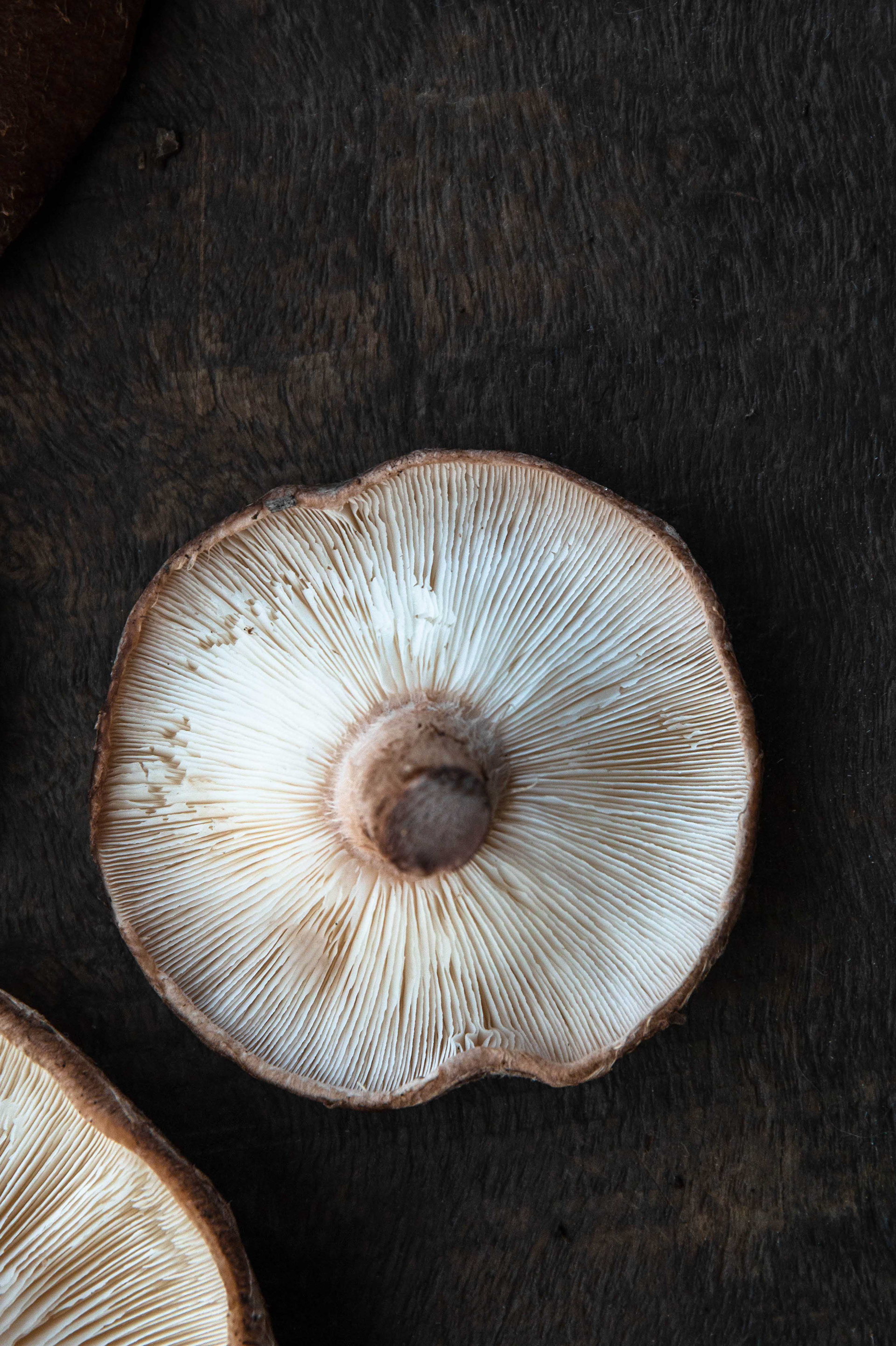 Shitake textura