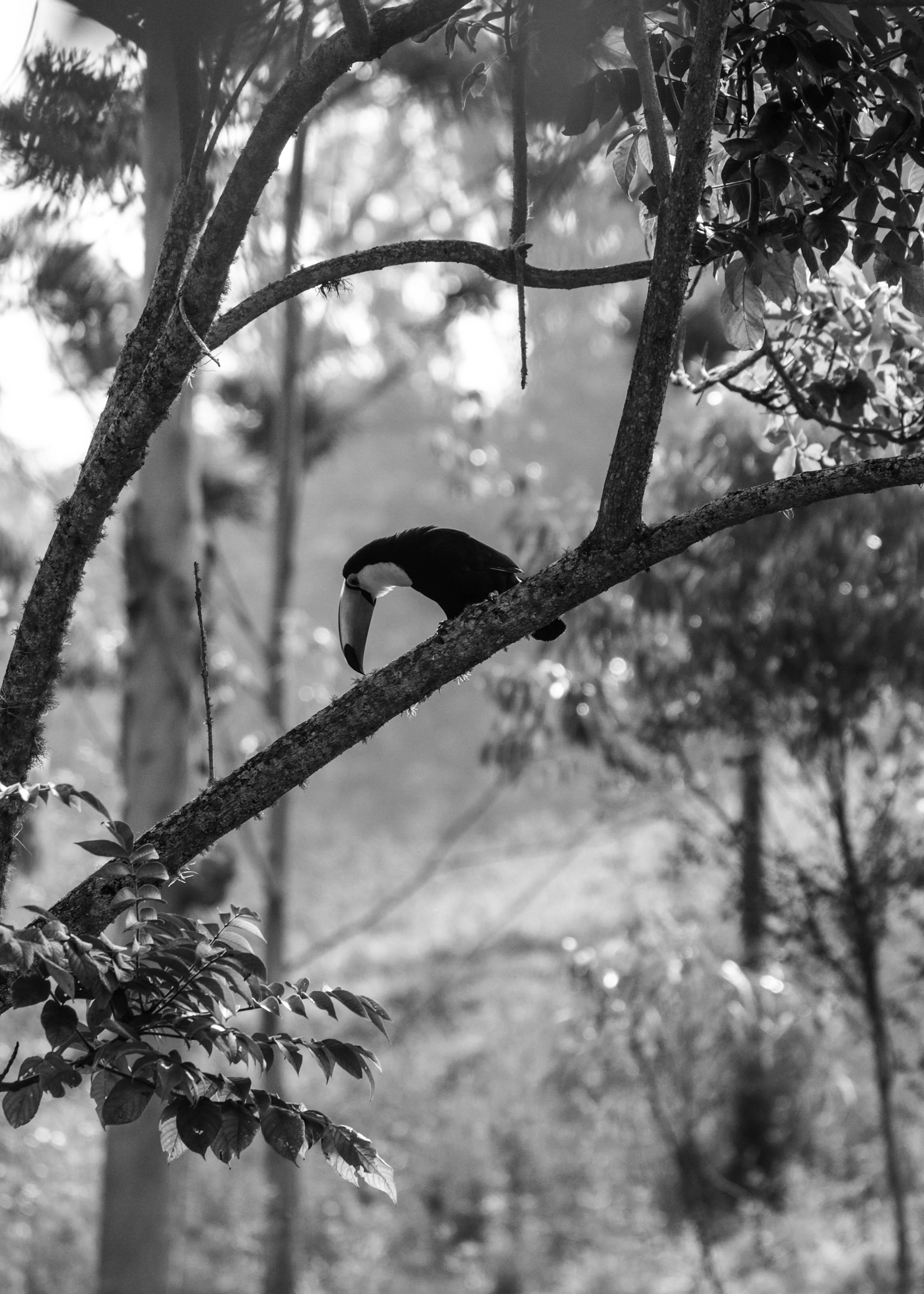 Tucano em PB II