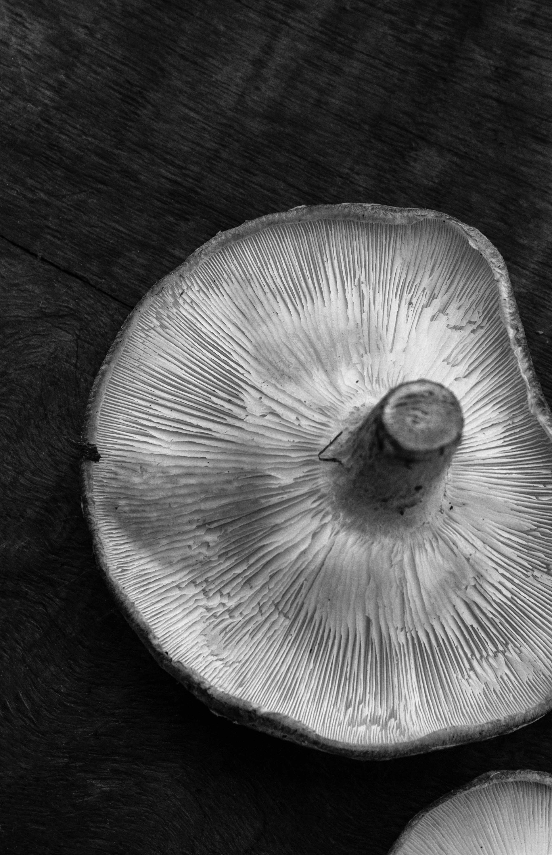 Shitake em PB II