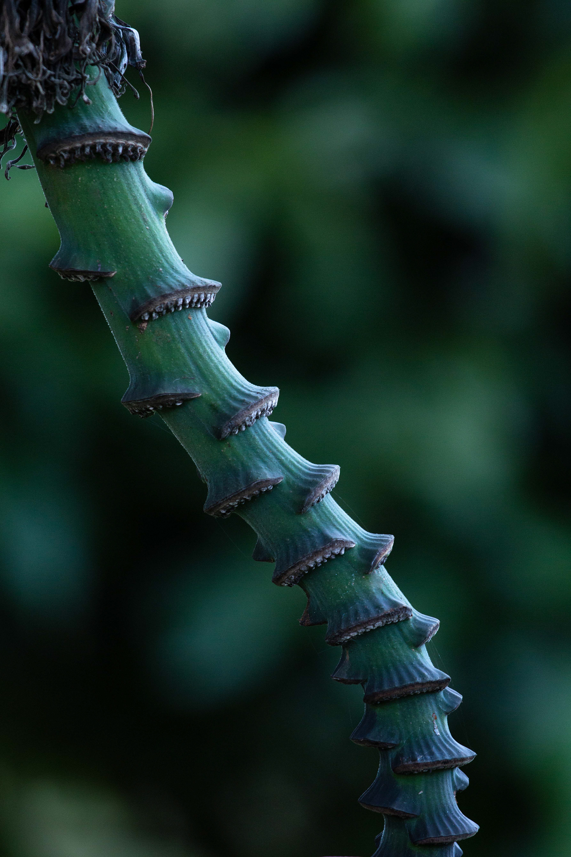 Série Vertebral