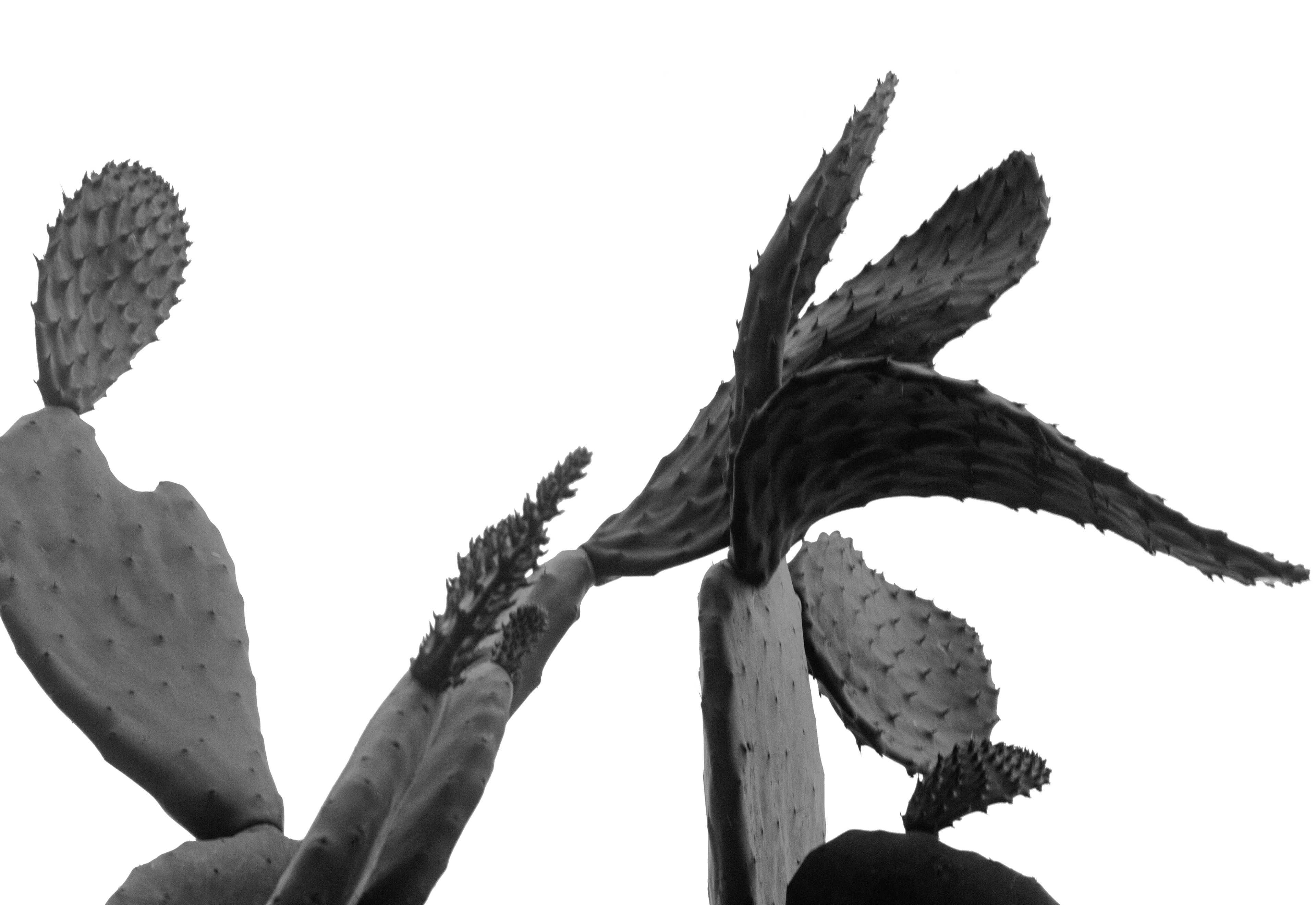 SÉRIE Cactus hortus