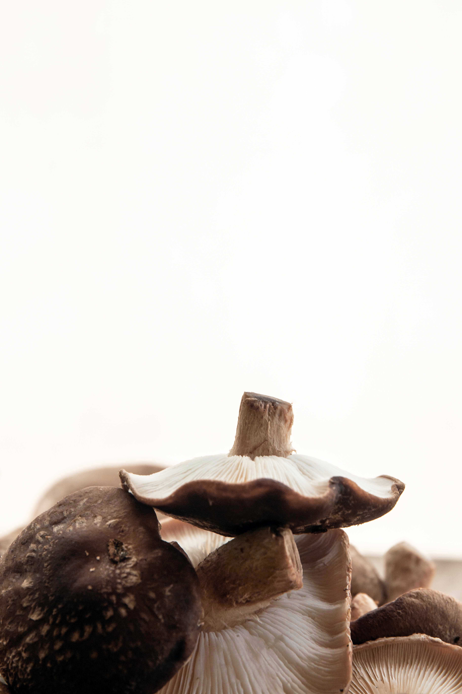 [ Mais opções na categoria GASTRONOMIA]