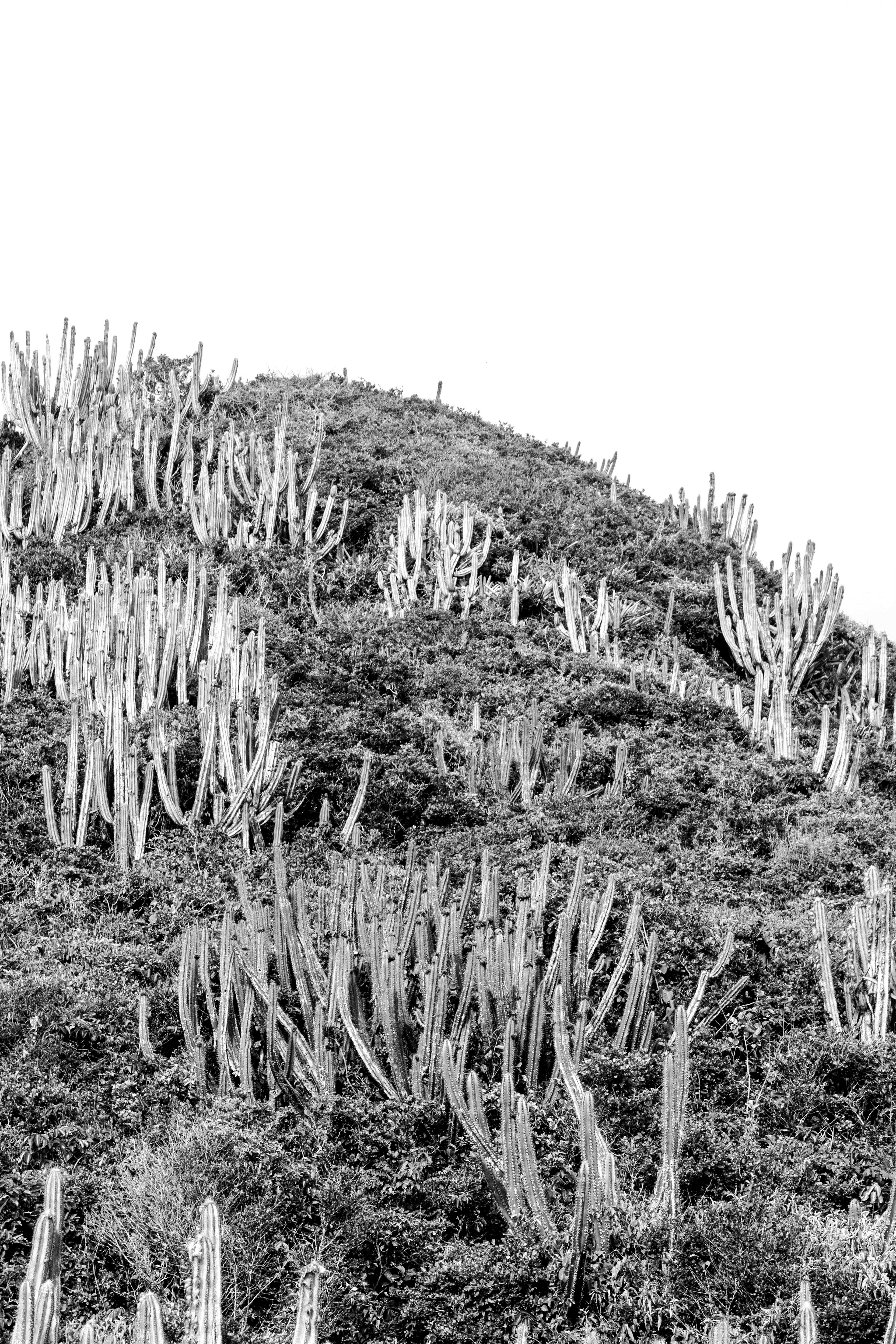 Ondas de cactus I