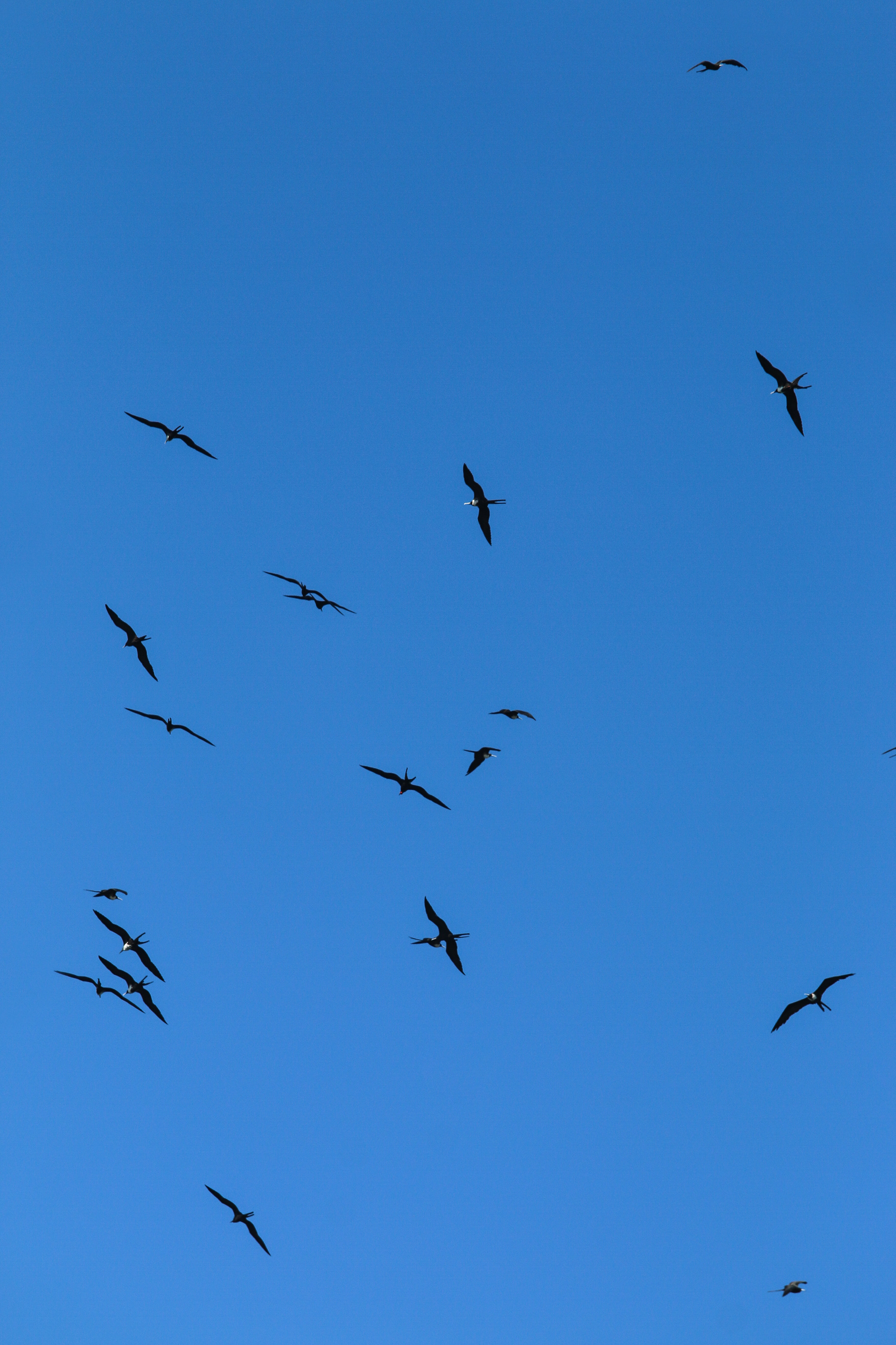 Série gaivotas no ceu