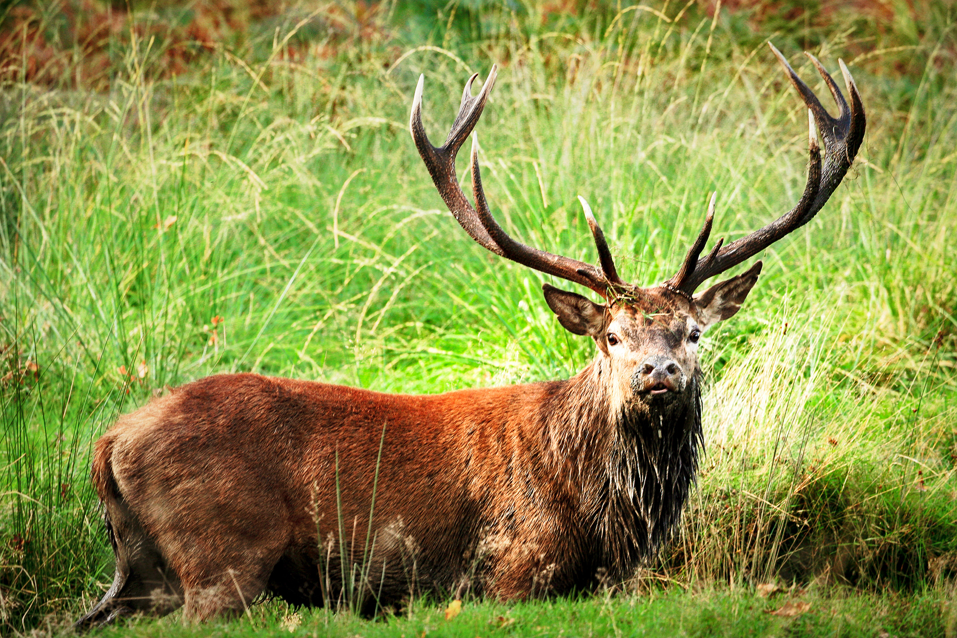 Red Deer Stag
