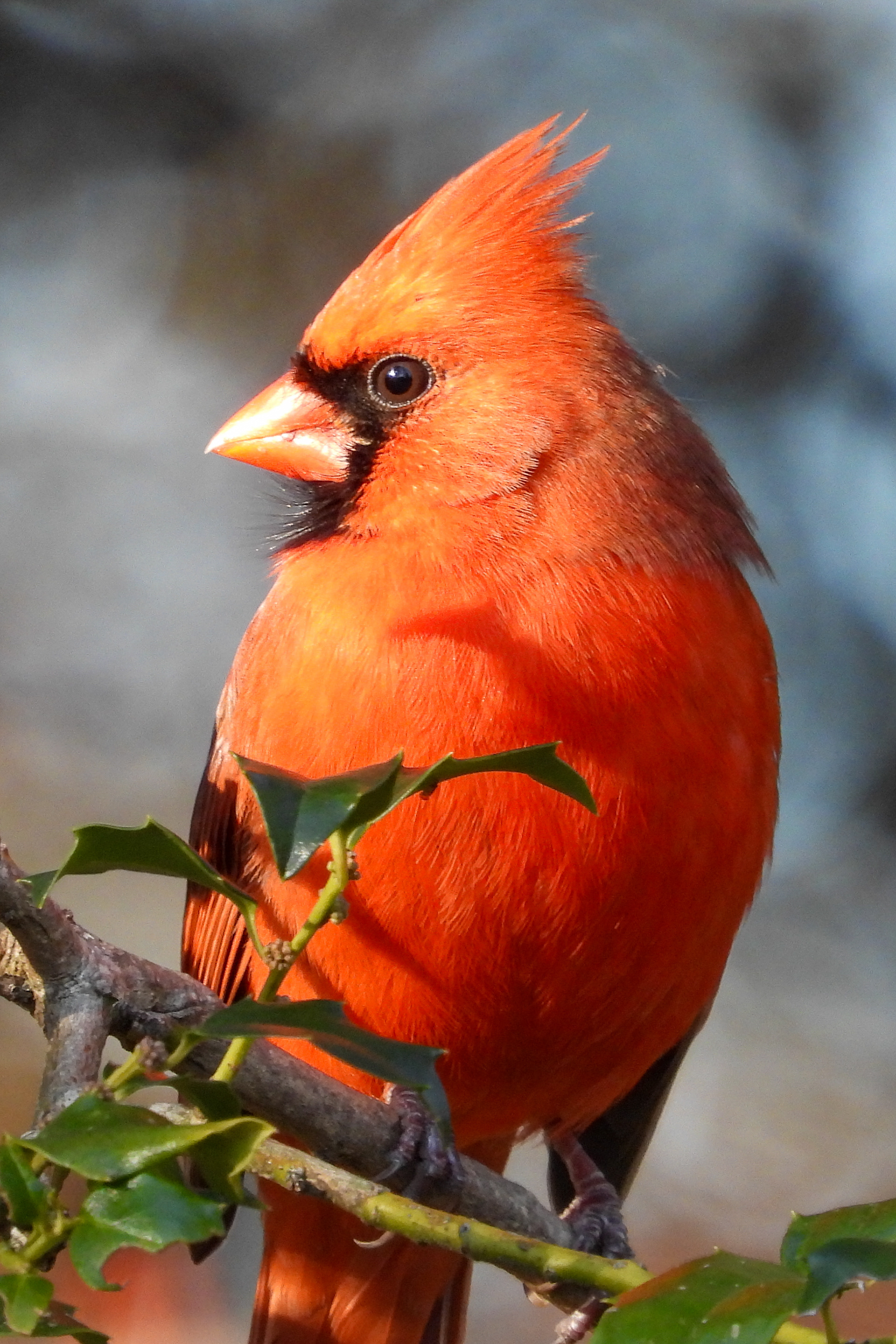 Northern Cardinal
