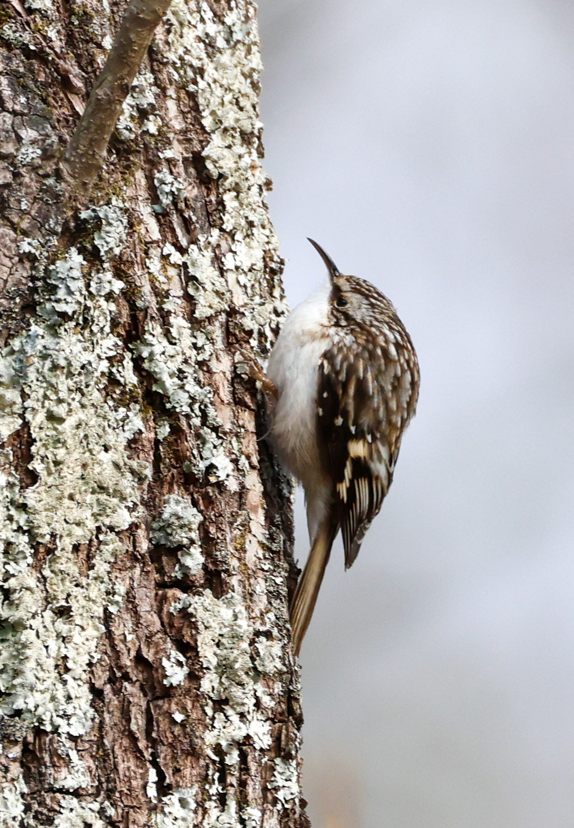 Brown Creeper