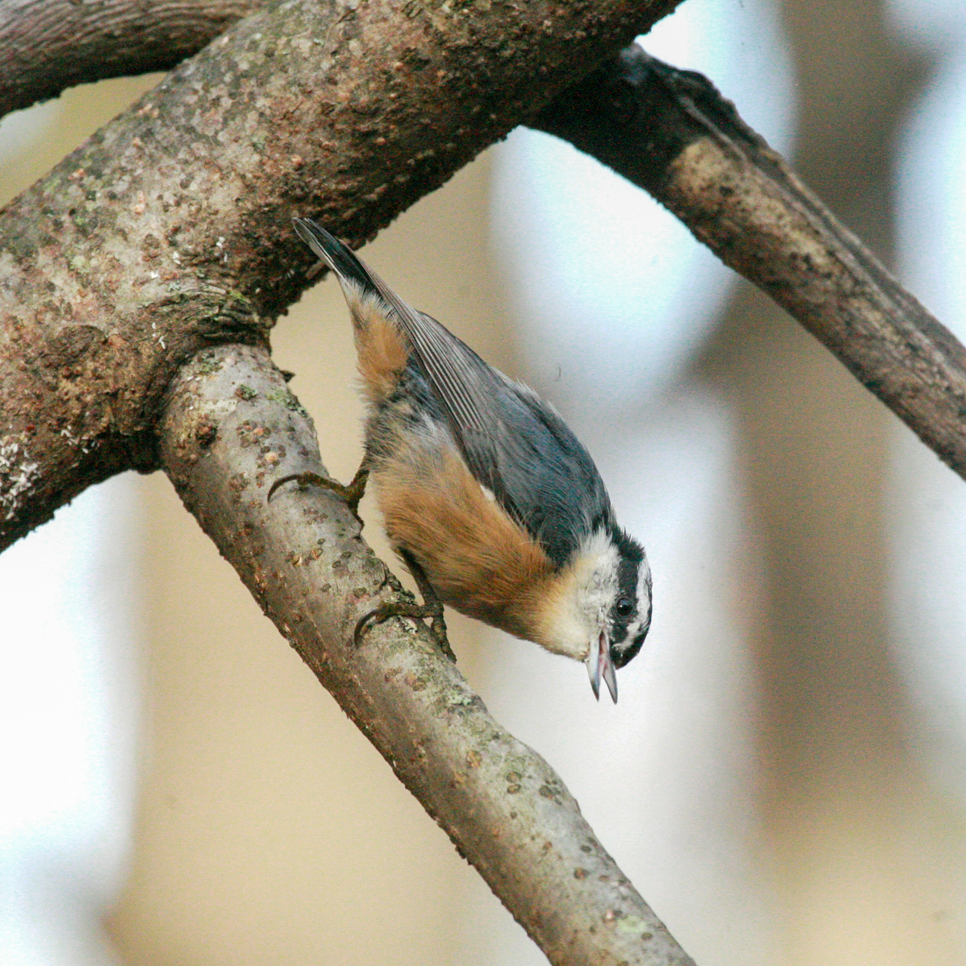 Red Breasted Nuthatch