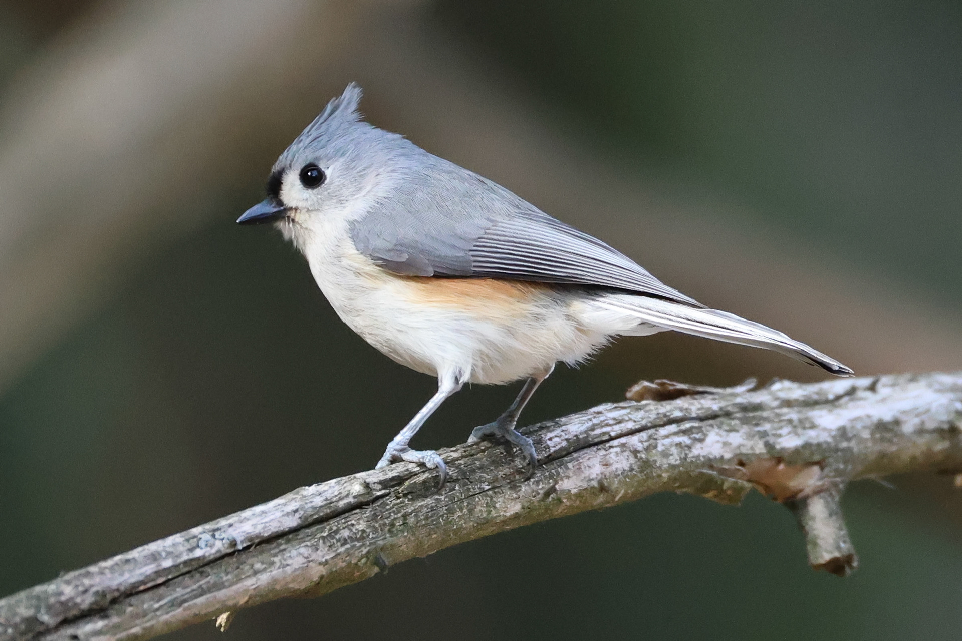 Tufted Titmouse