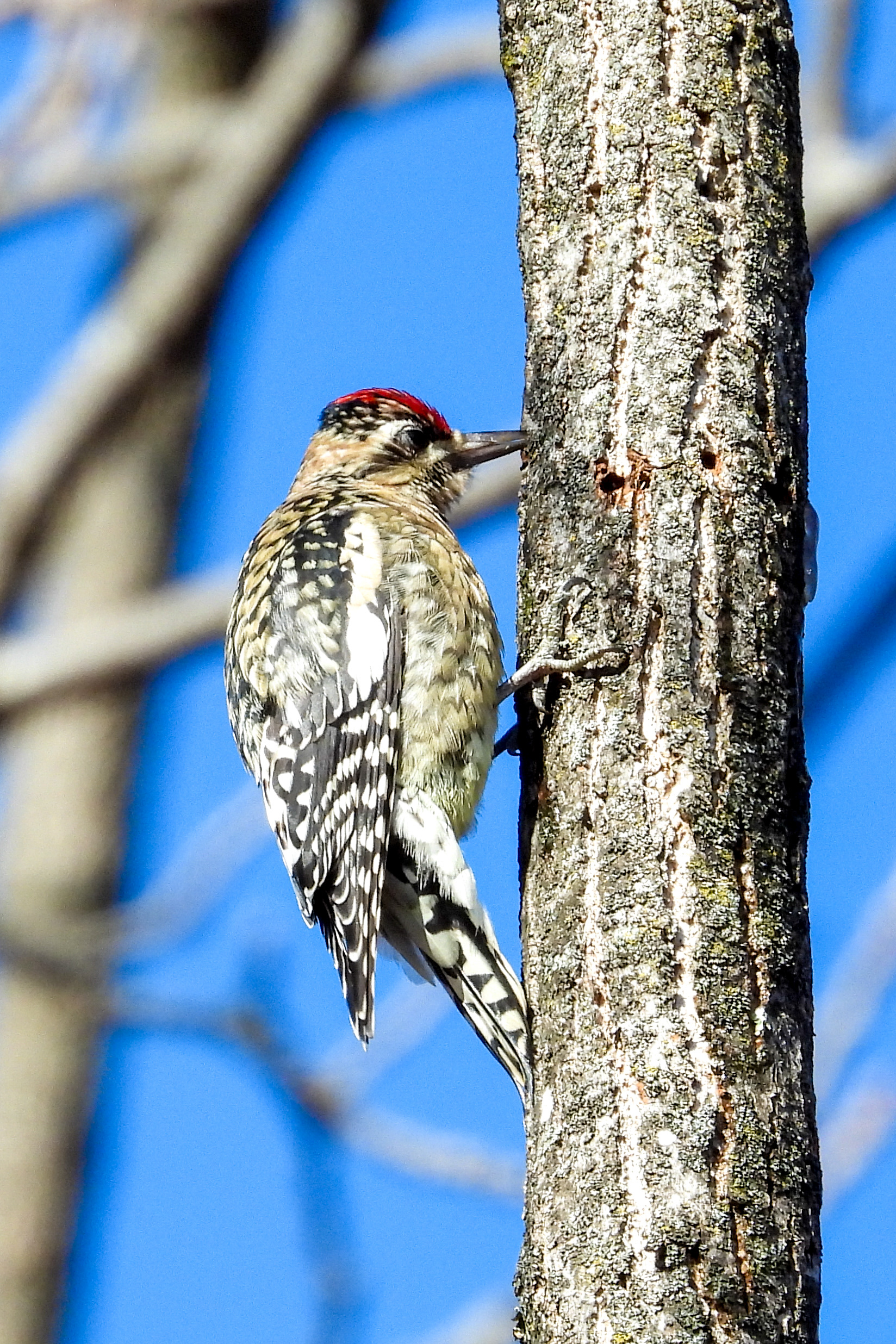 Yellow Bellied Sapsucker
