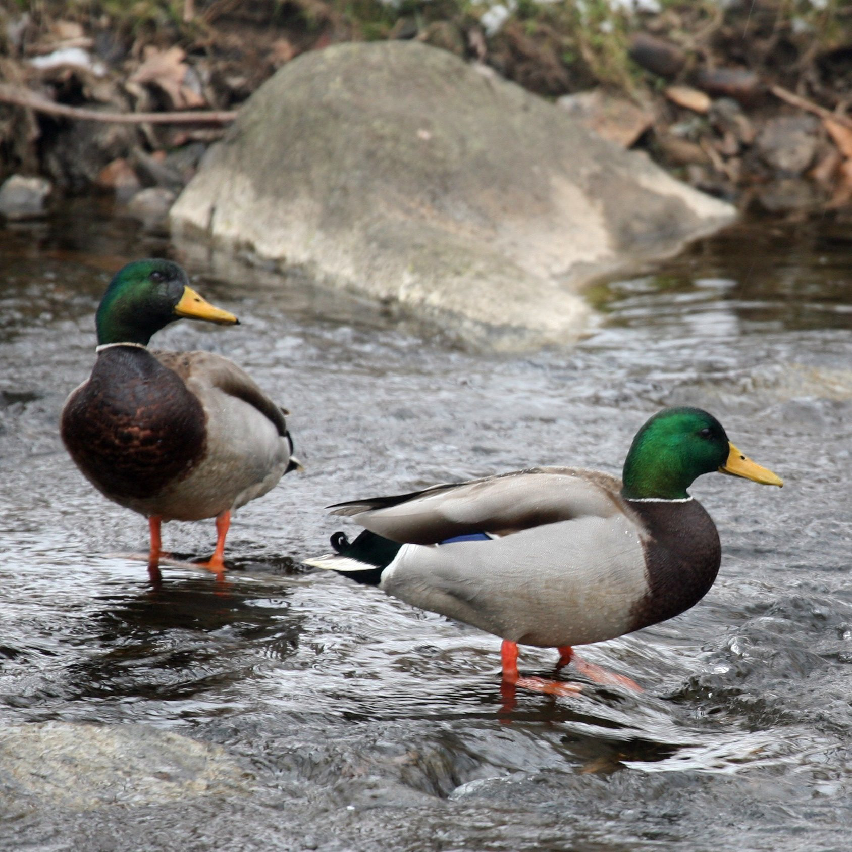 Drake Mallards