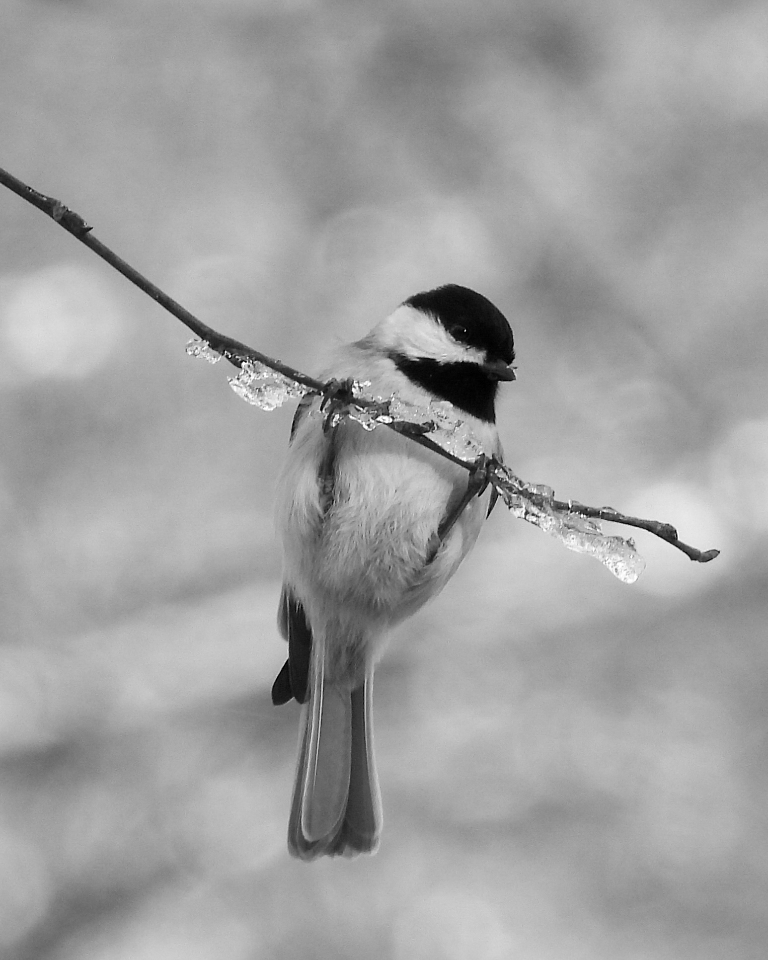 Carolina Chickadee