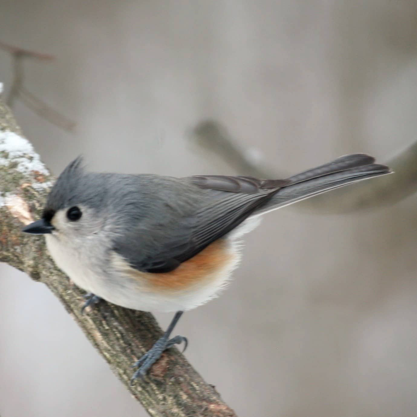 Tufted Titmouse