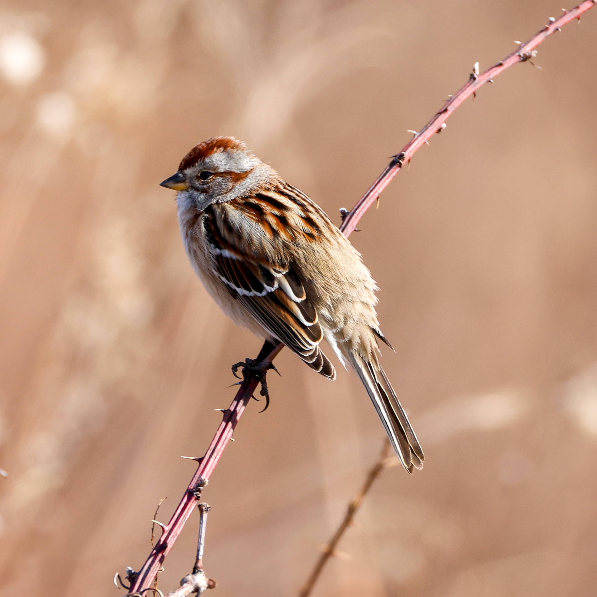 American Tree Sparrow