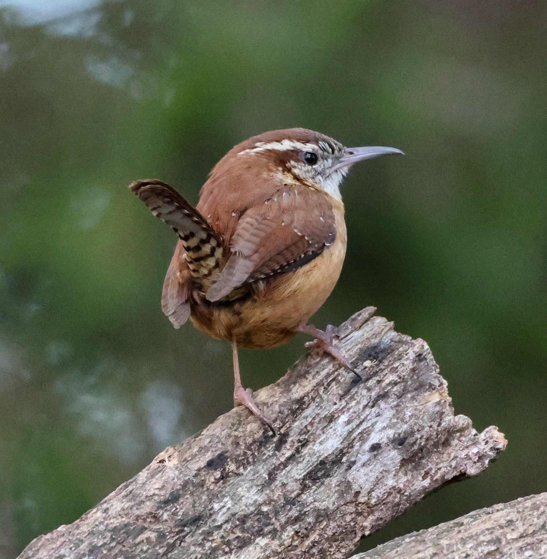 Carolina Wren