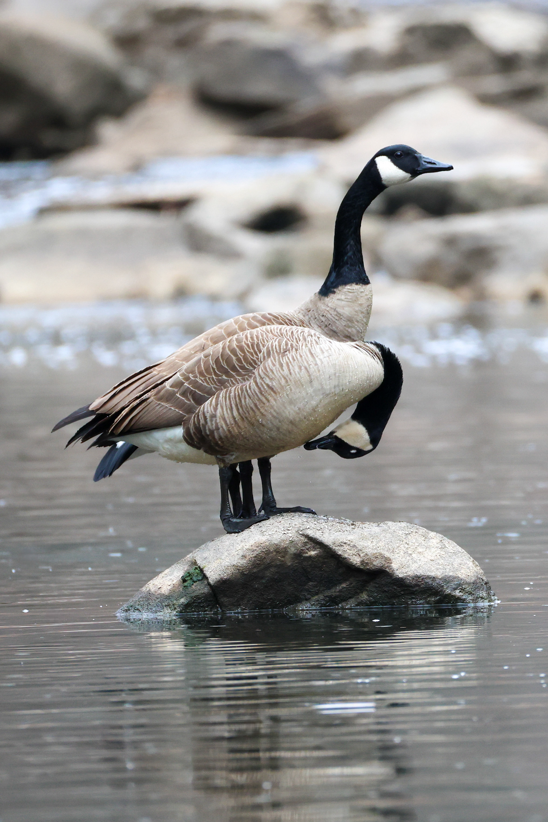 Canada Geese