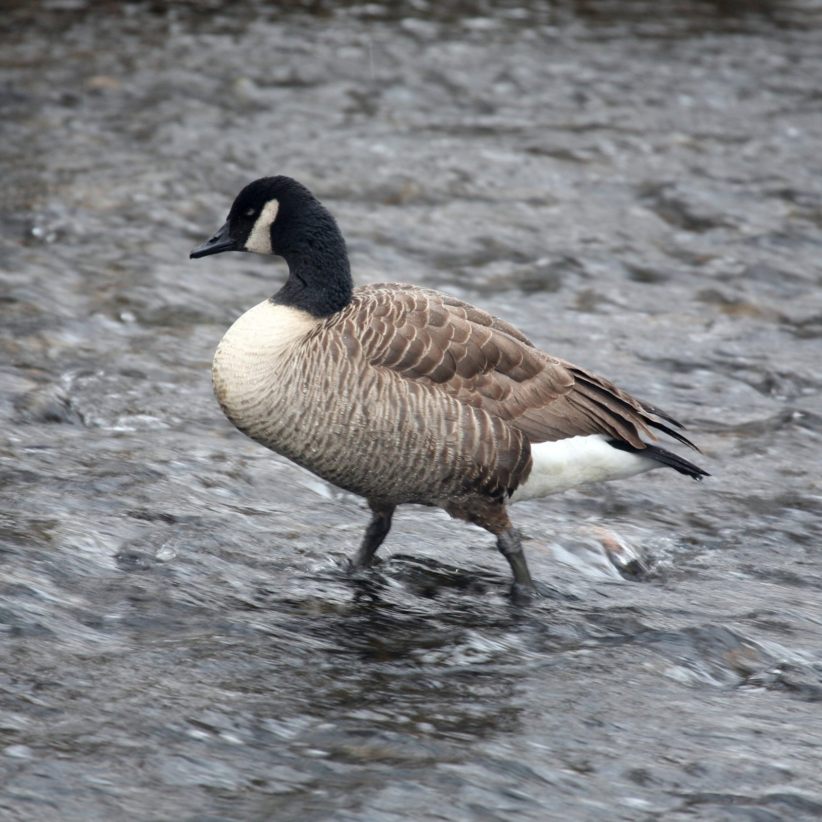 Canada Goose