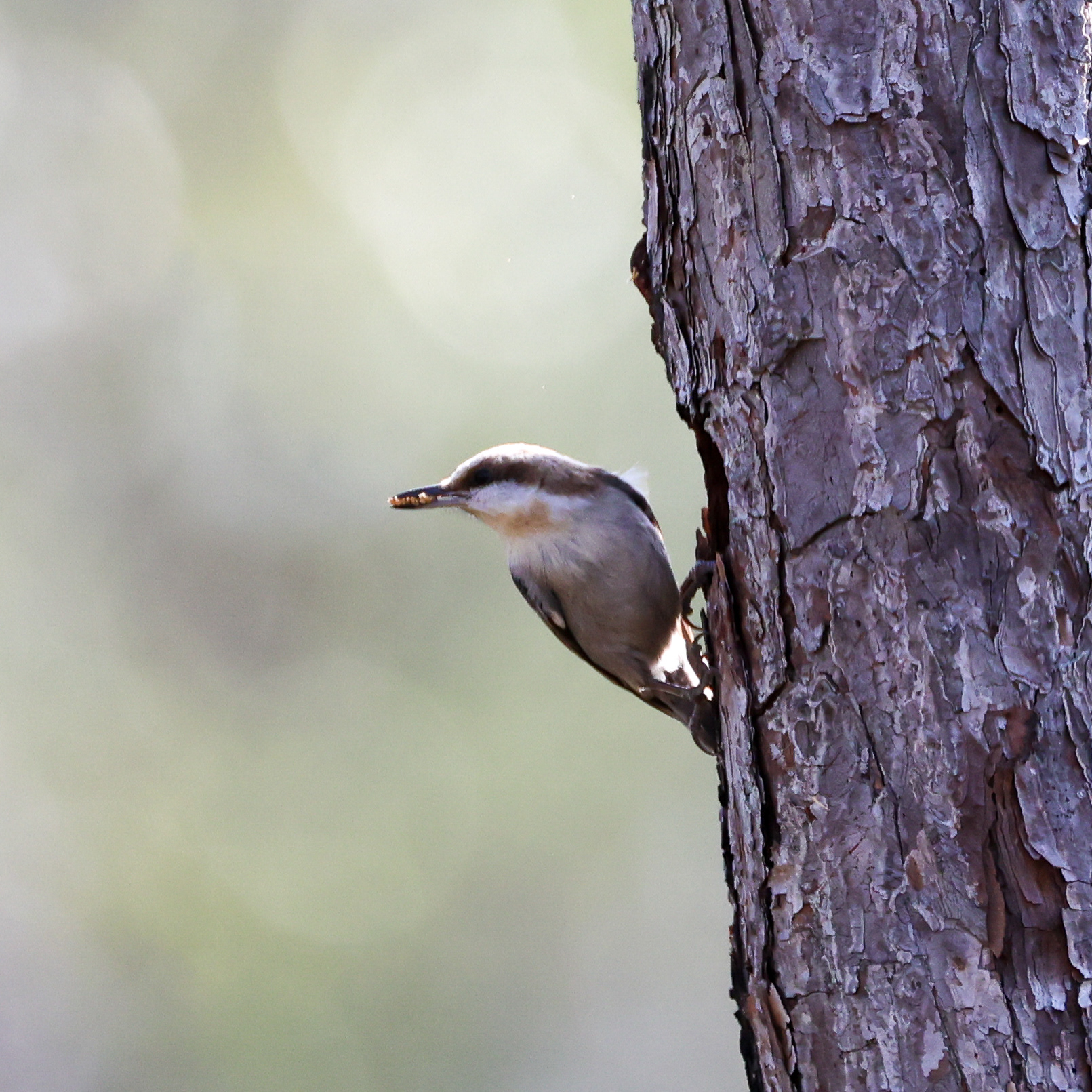 Brown Headed Nuthatch