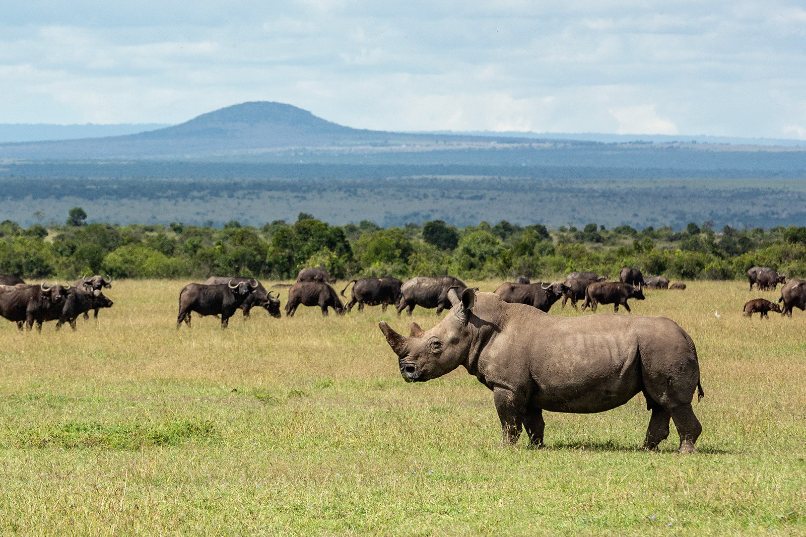 Ol Pejeta Conservancy, Kenya (2018)