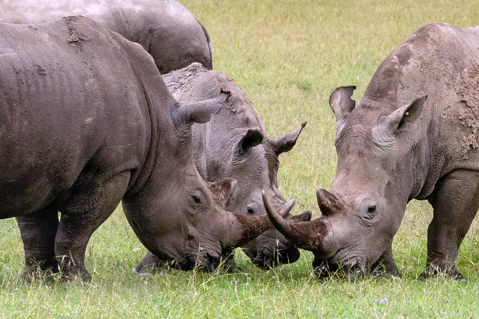 Ol Pejeta Conservancy, Kenya (2018)