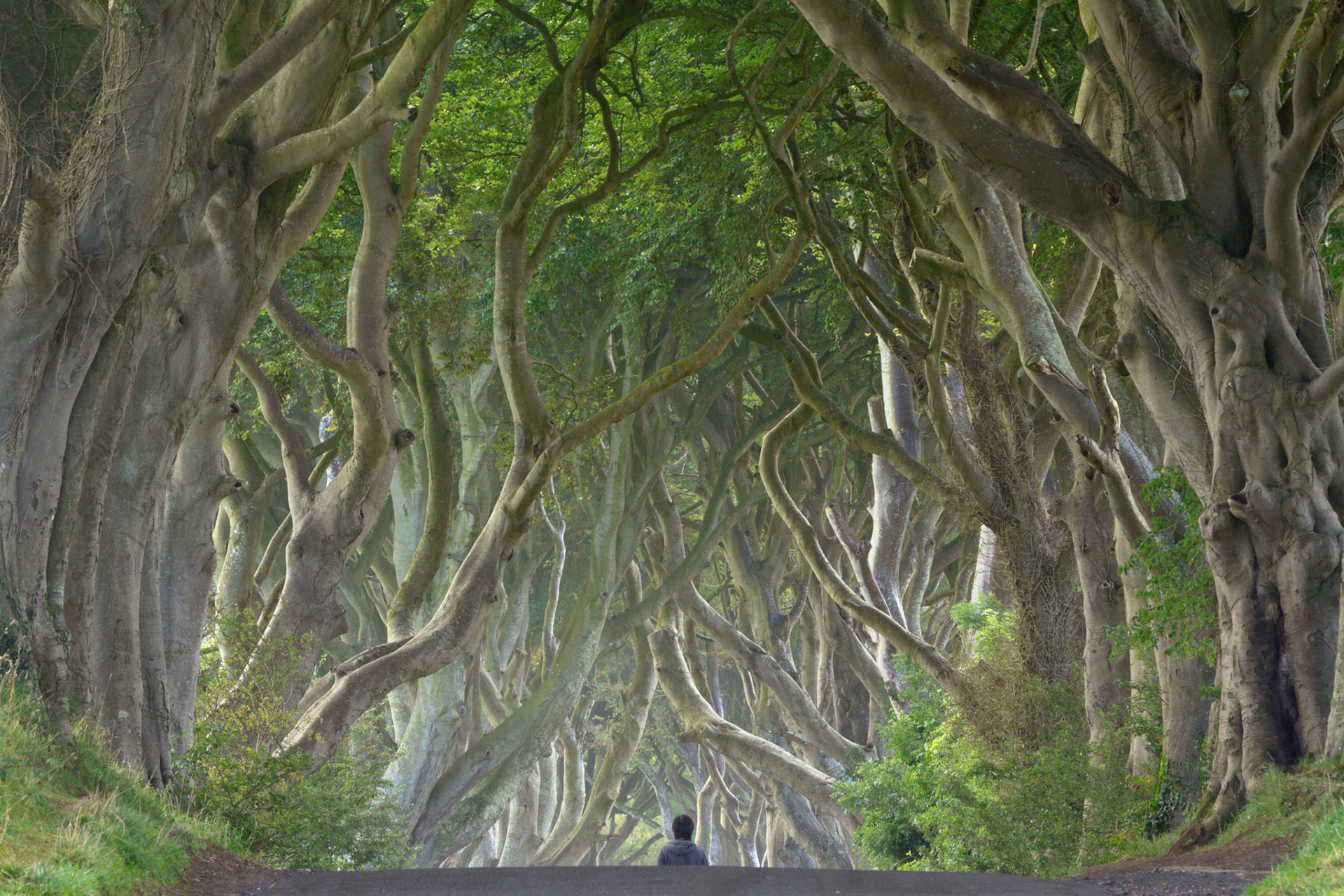 Dark Hedges, Ireland (2015)
