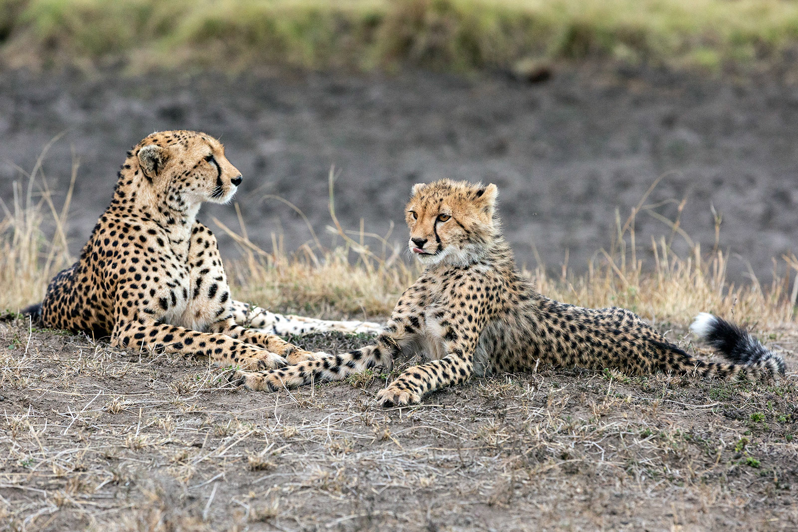 Masai Mara, Kenya (2018)