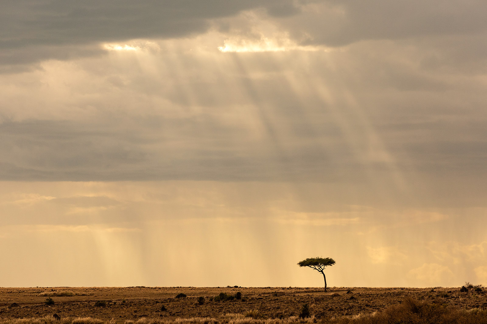 Masai Mara, Kenya (2018)