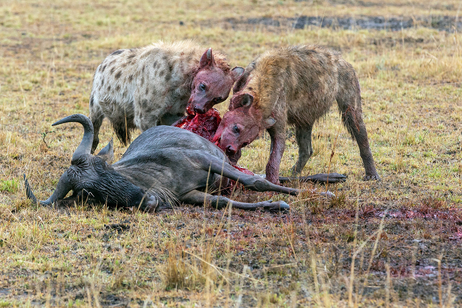 Masai Mara, Kenya (2018)