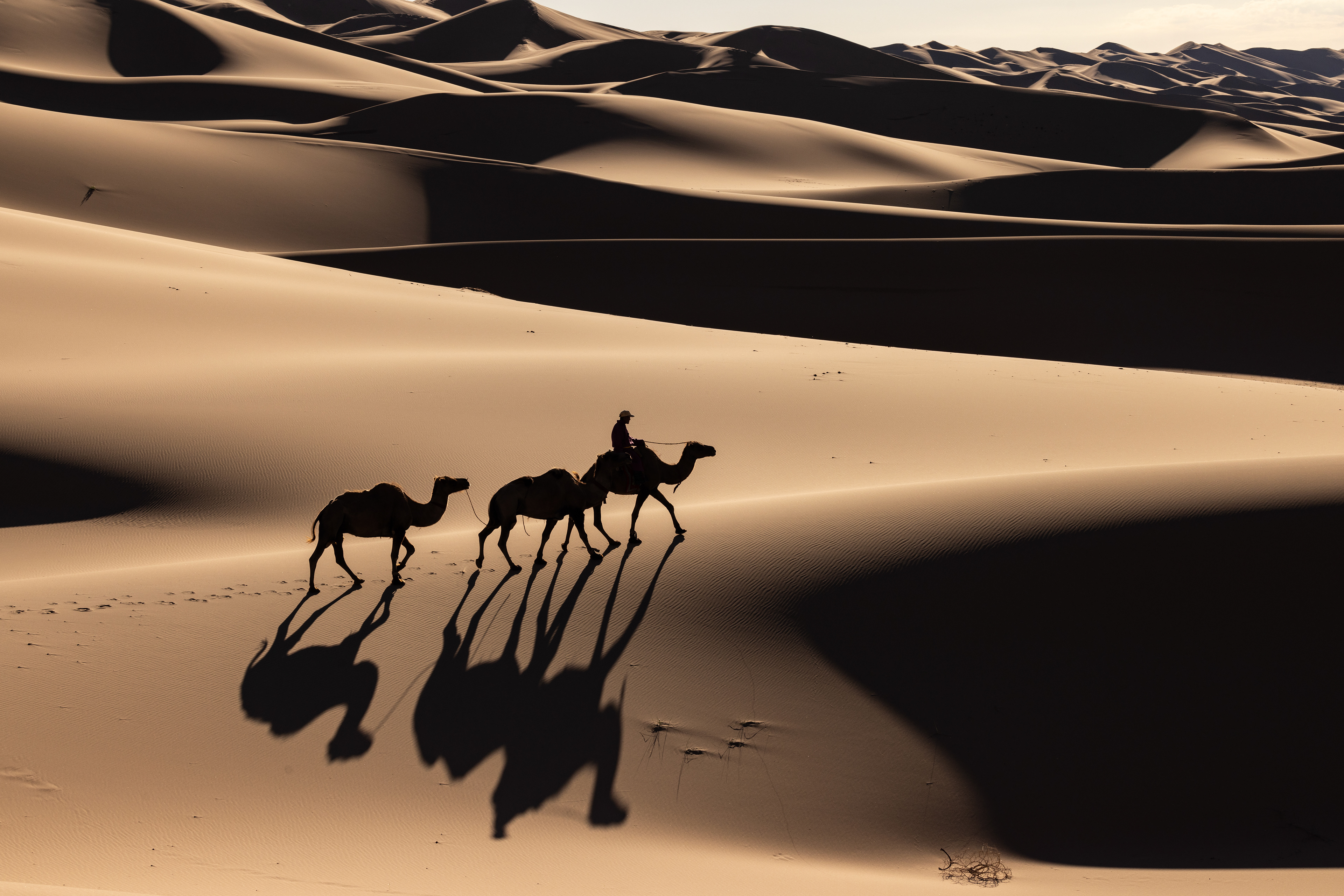 Gobi, Mongolia (2024)