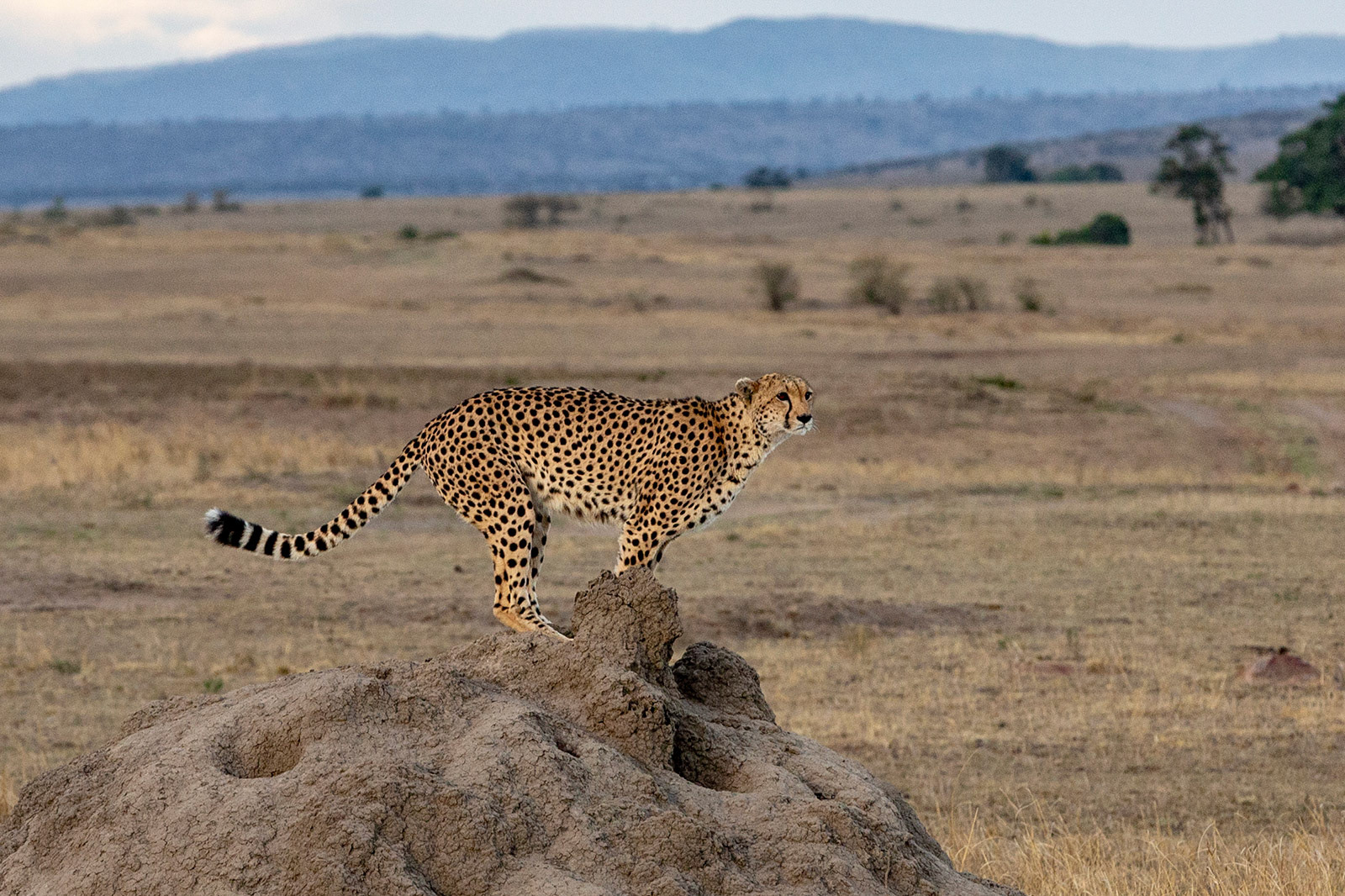 Masai Mara, Kenya (2018)