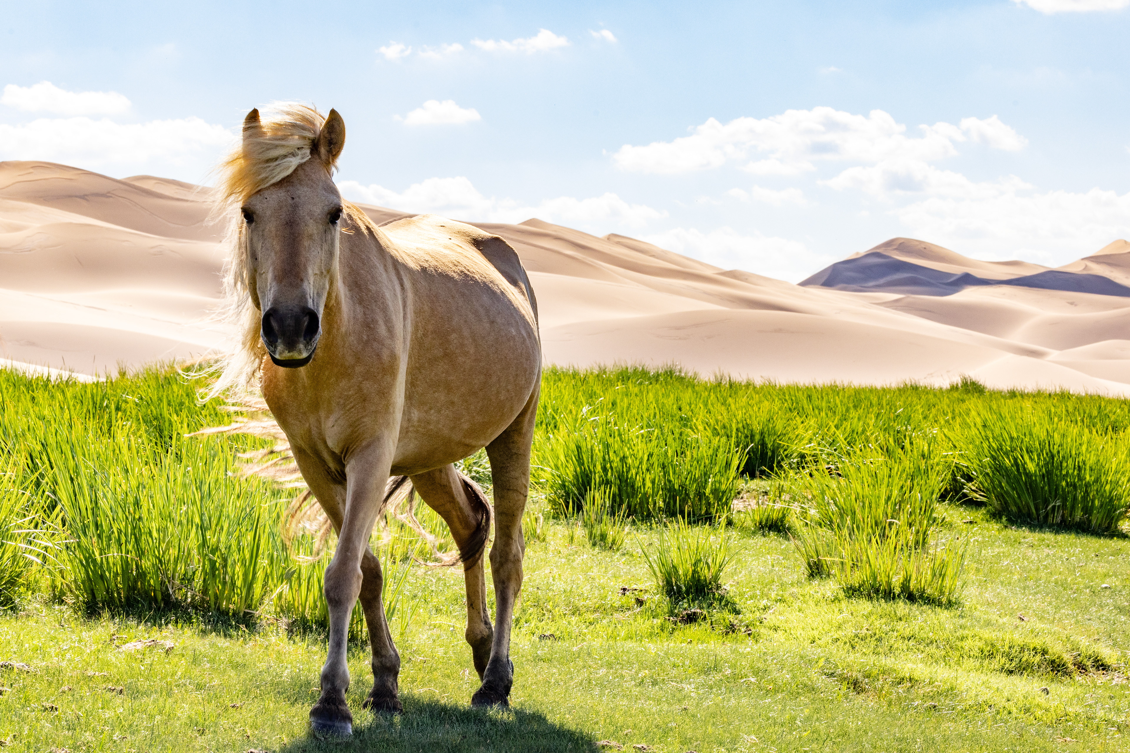 Gobi, Mongolia (2024)