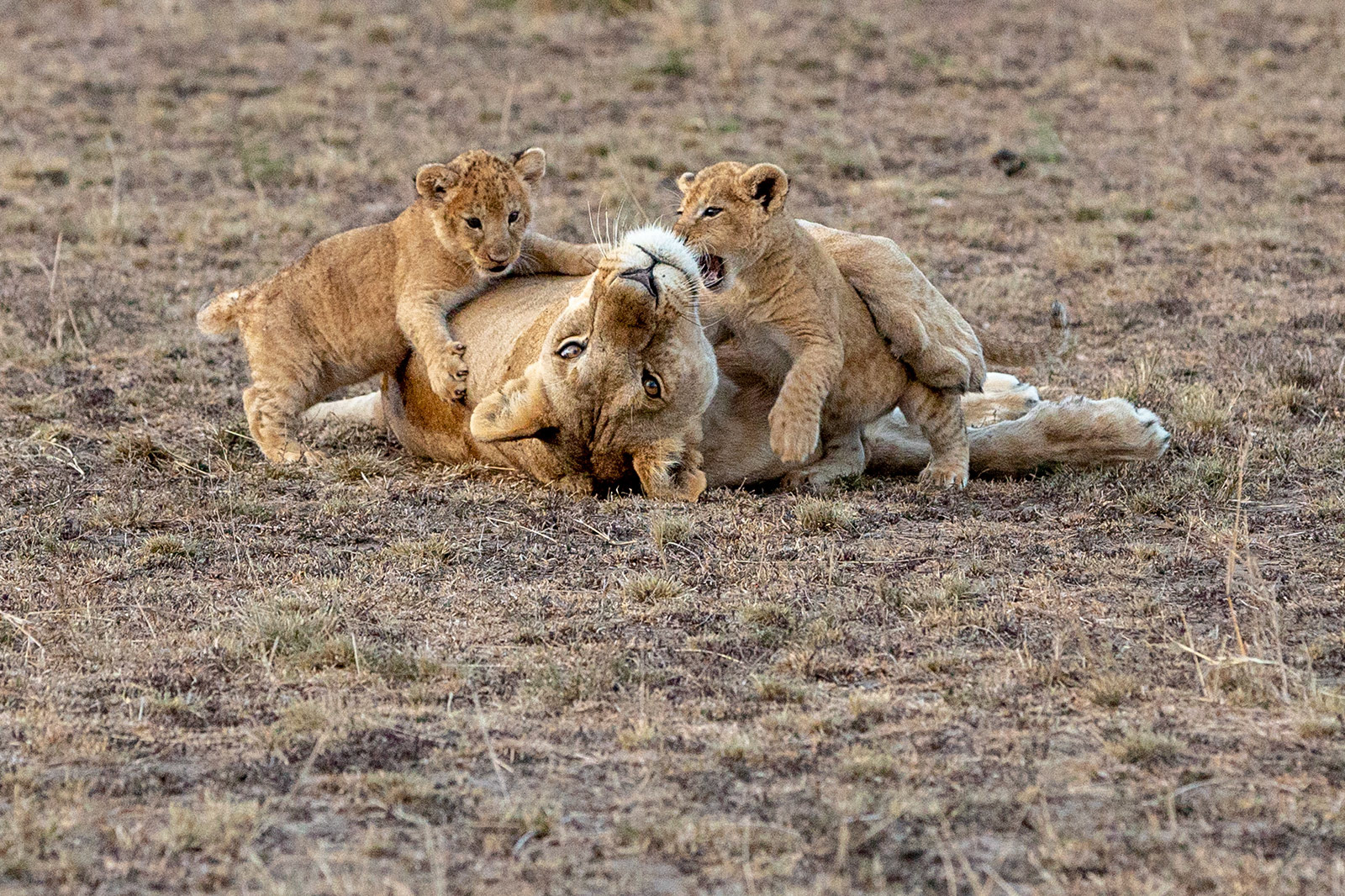 Masai Mara, Kenya (2018)