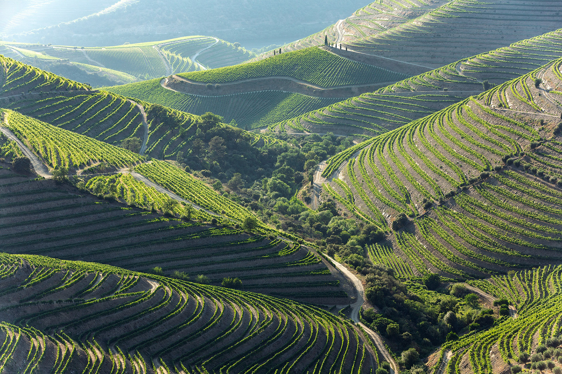 Douro Valley, Portugal (2019)