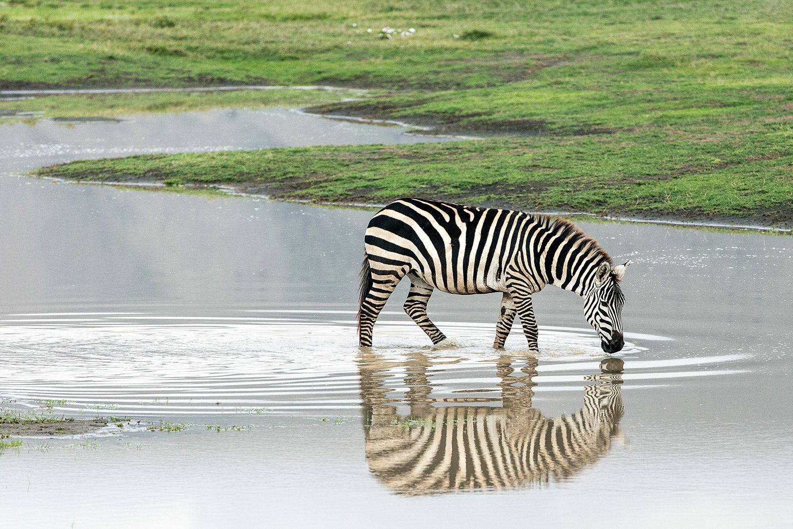 Ngorongoro, Tanzania (2018)
